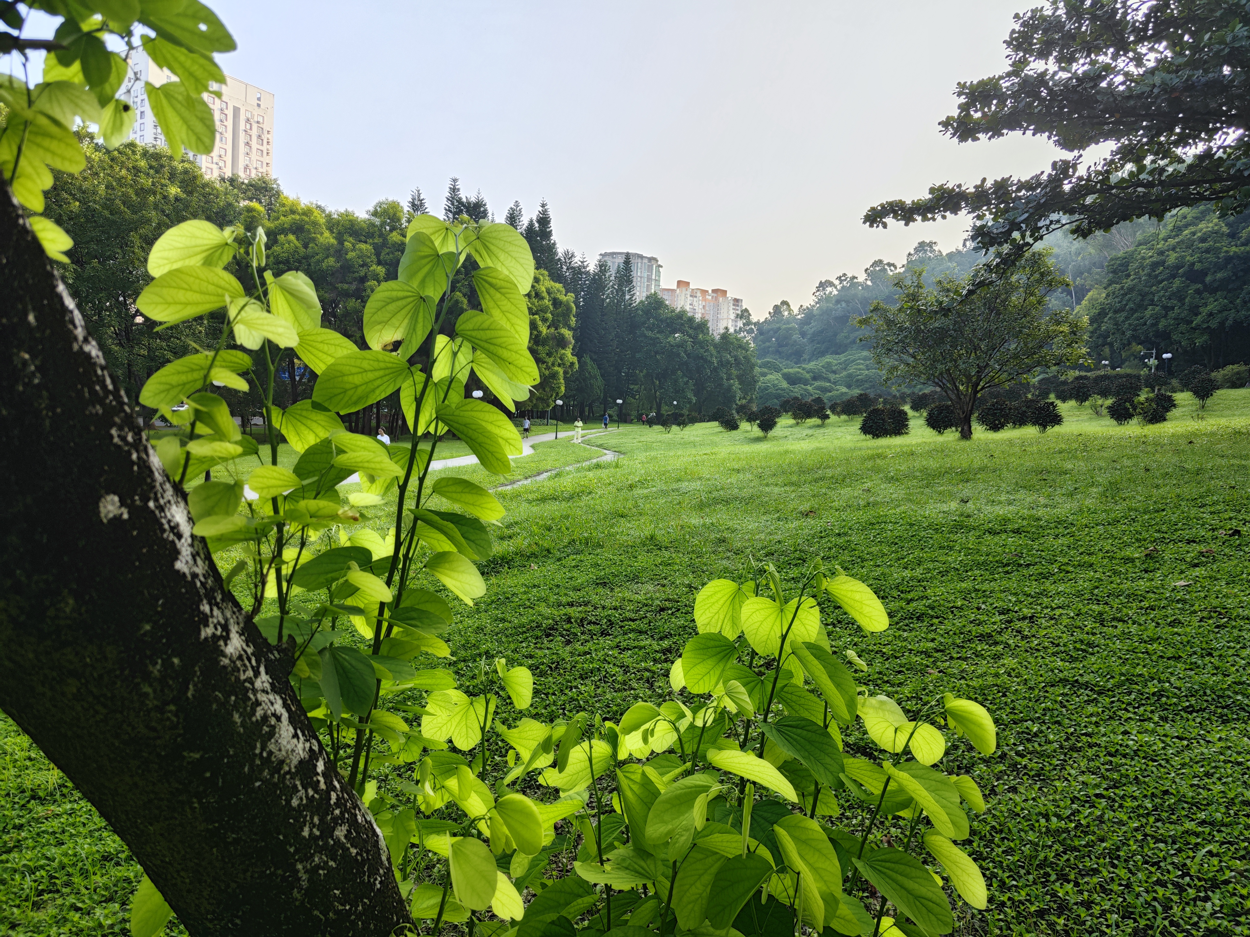 今天上班的时候,在深圳cbd的一个公园里顺带逛了一逛,扑面而来的绿色