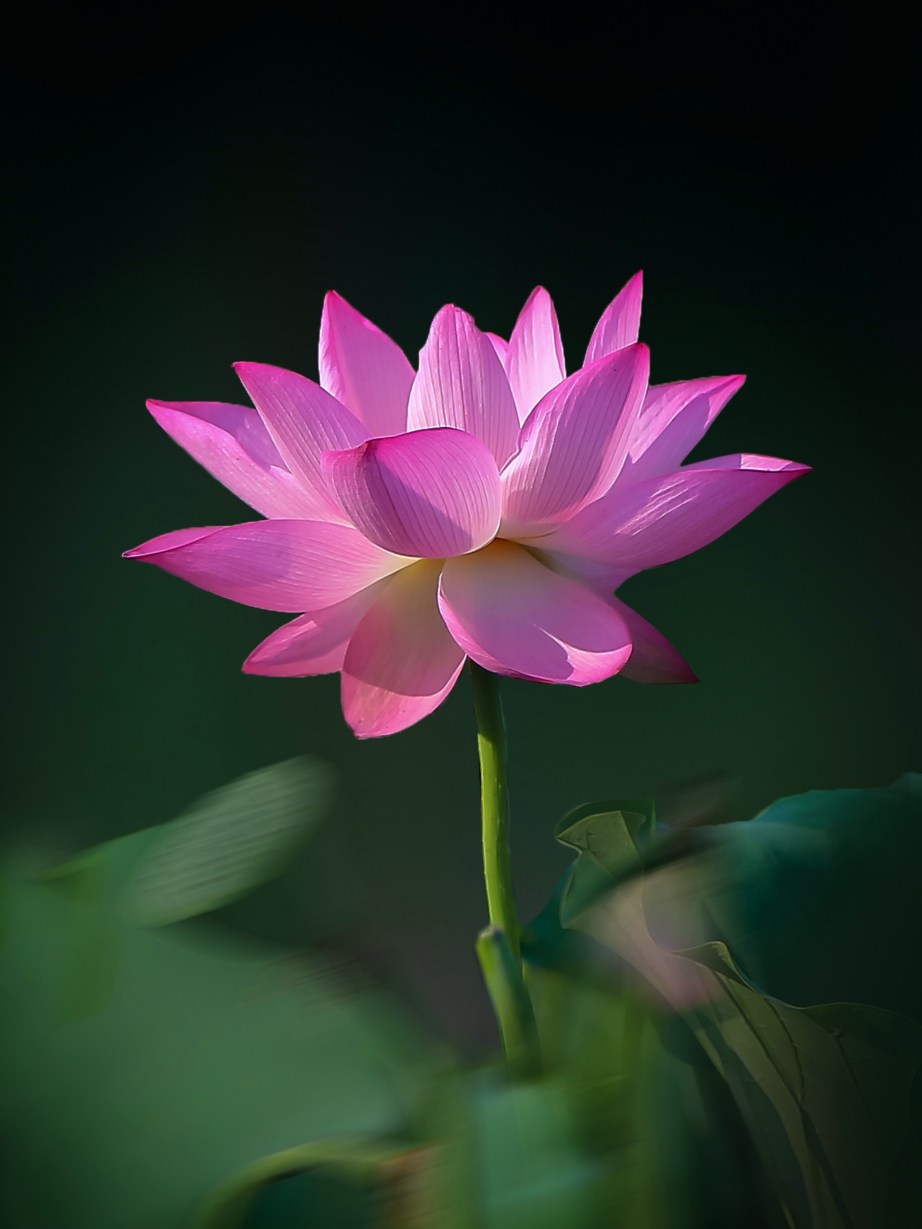 光影运用:运用侧光,侧逆光拍摄,可以拍出立体感更好的视觉效果.#摄影