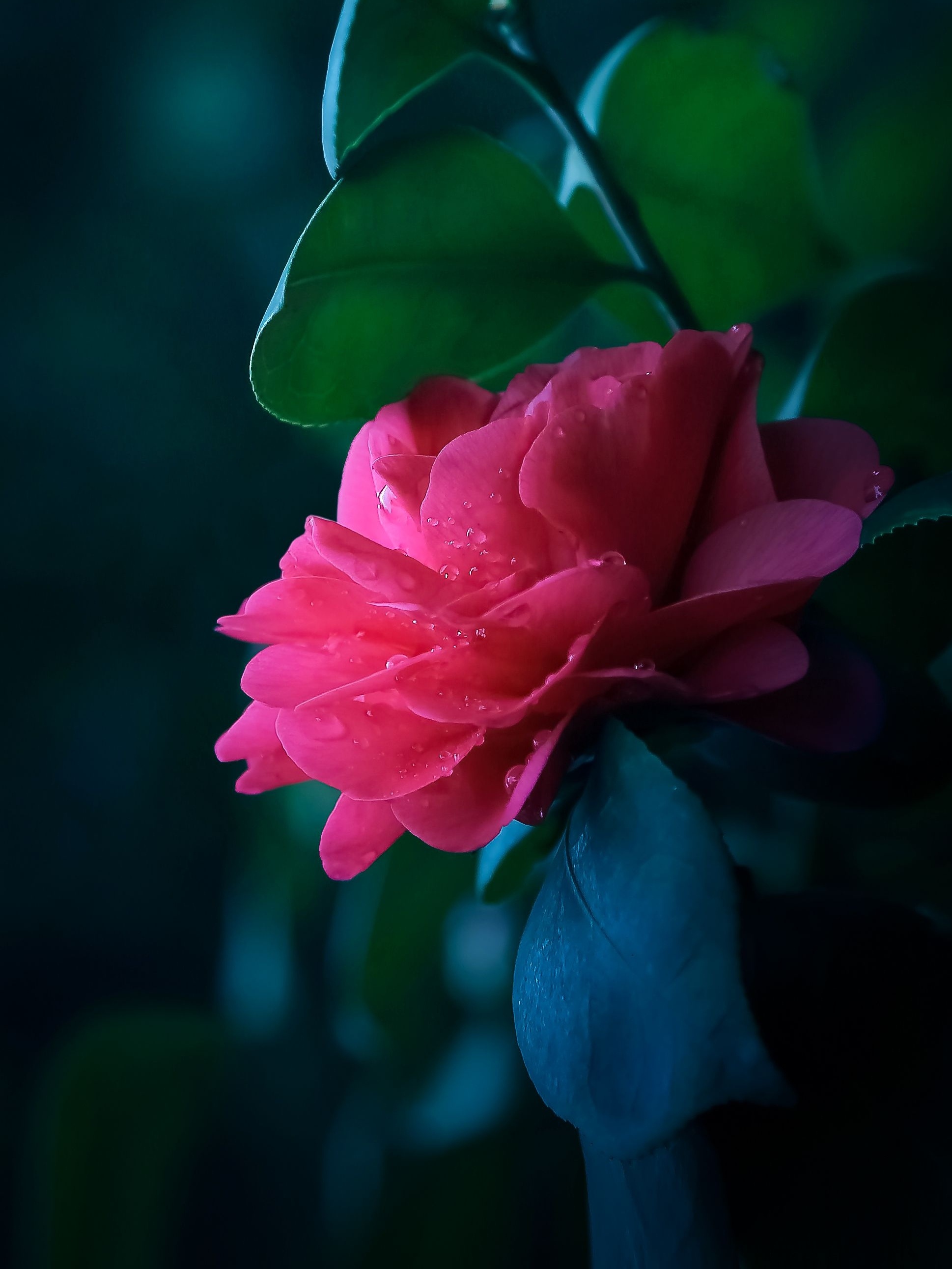 光影运用:运用侧光,侧逆光拍摄,可以拍出立体感更好的视觉效果.#摄影