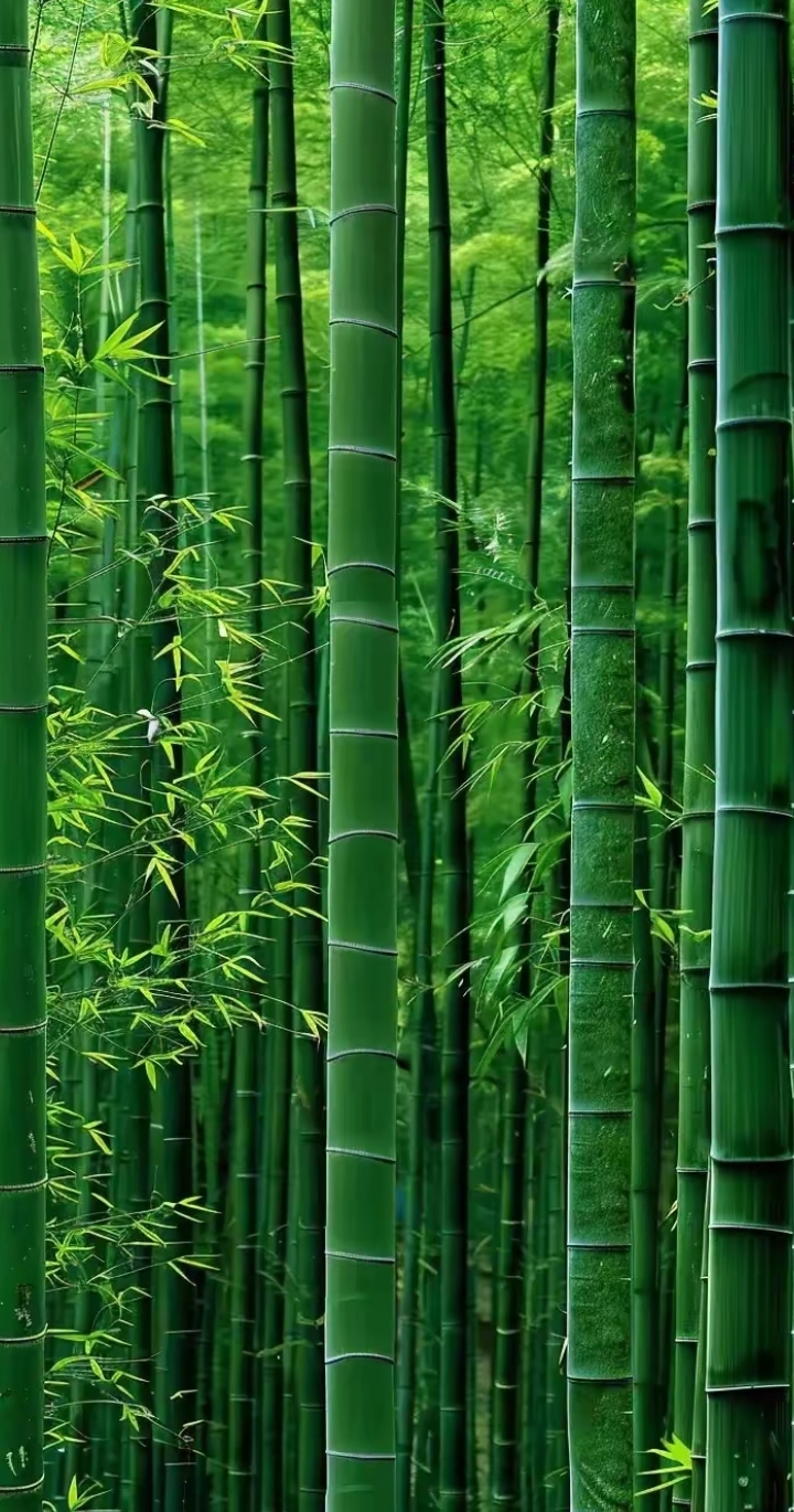 美图分享:翠竹青青绿,微风拂面凉