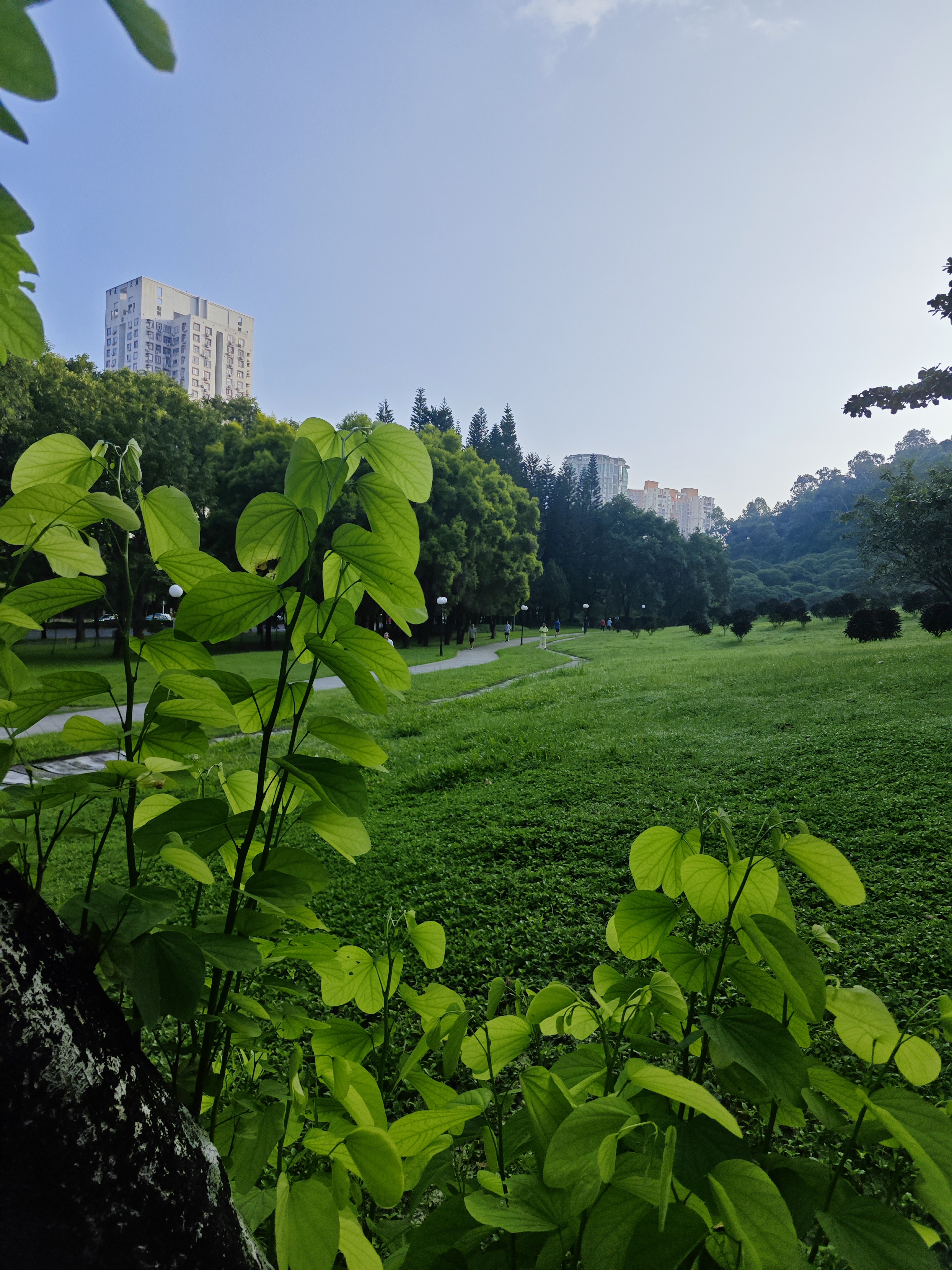 今天上班的时候,在深圳cbd的一个公园里顺带逛了一逛,扑面而来的绿色