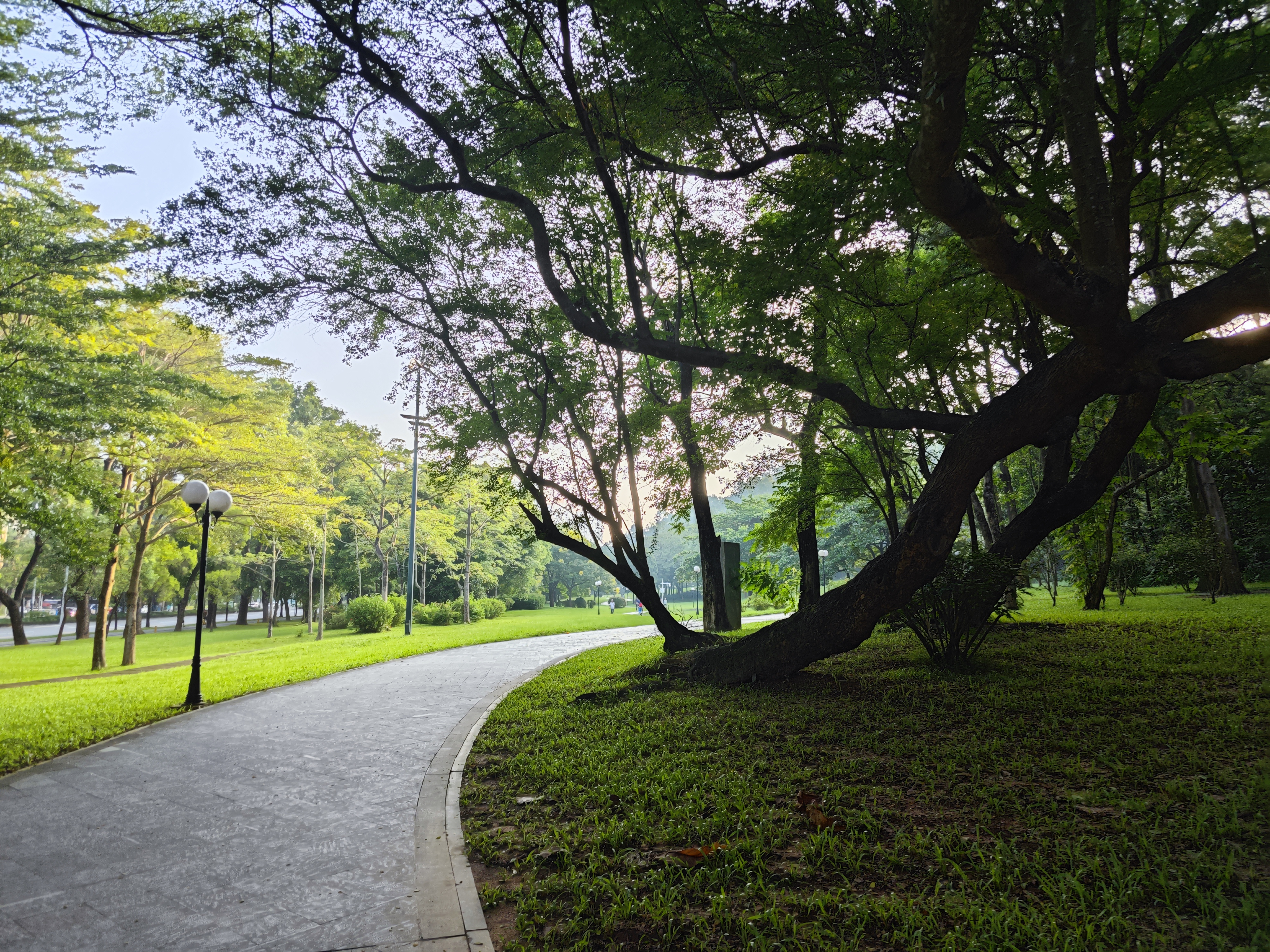今天上班的时候,在深圳cbd的一个公园里顺带逛了一逛,扑面而来的绿色