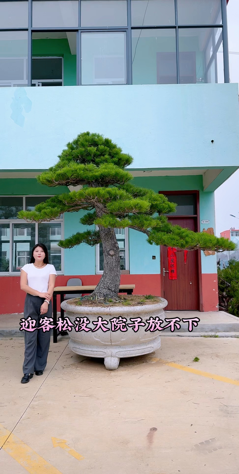 迎客松黑松盆景庭院景观盆景艺术
