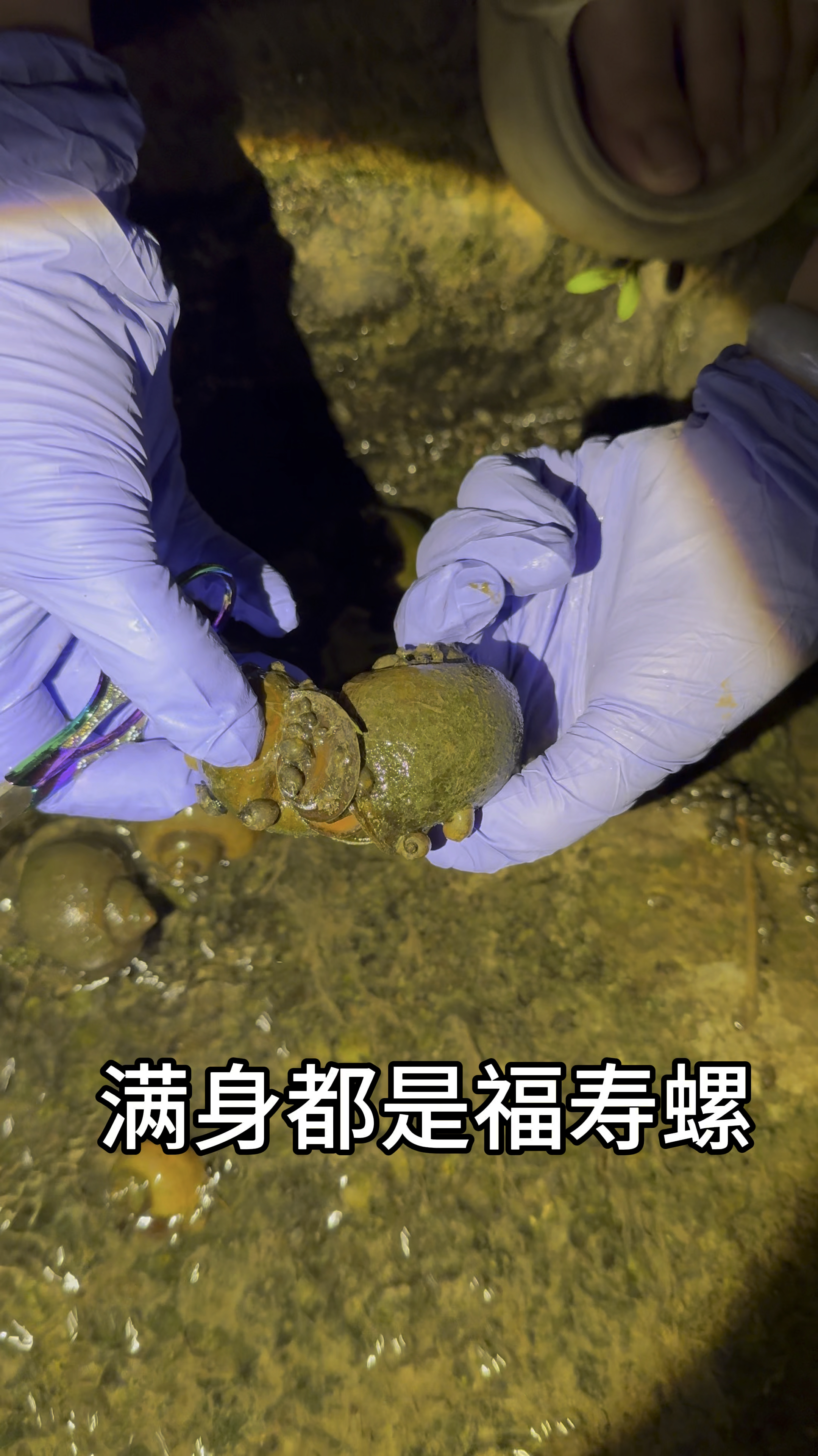居然发现满身长满福寿螺的福寿螺