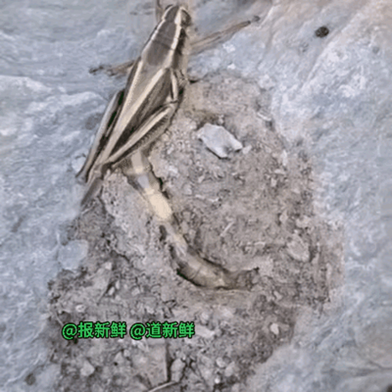 又长见识了吧,大自然就是那么神奇,一只蝗虫产卵,就能让人惊叹不已!