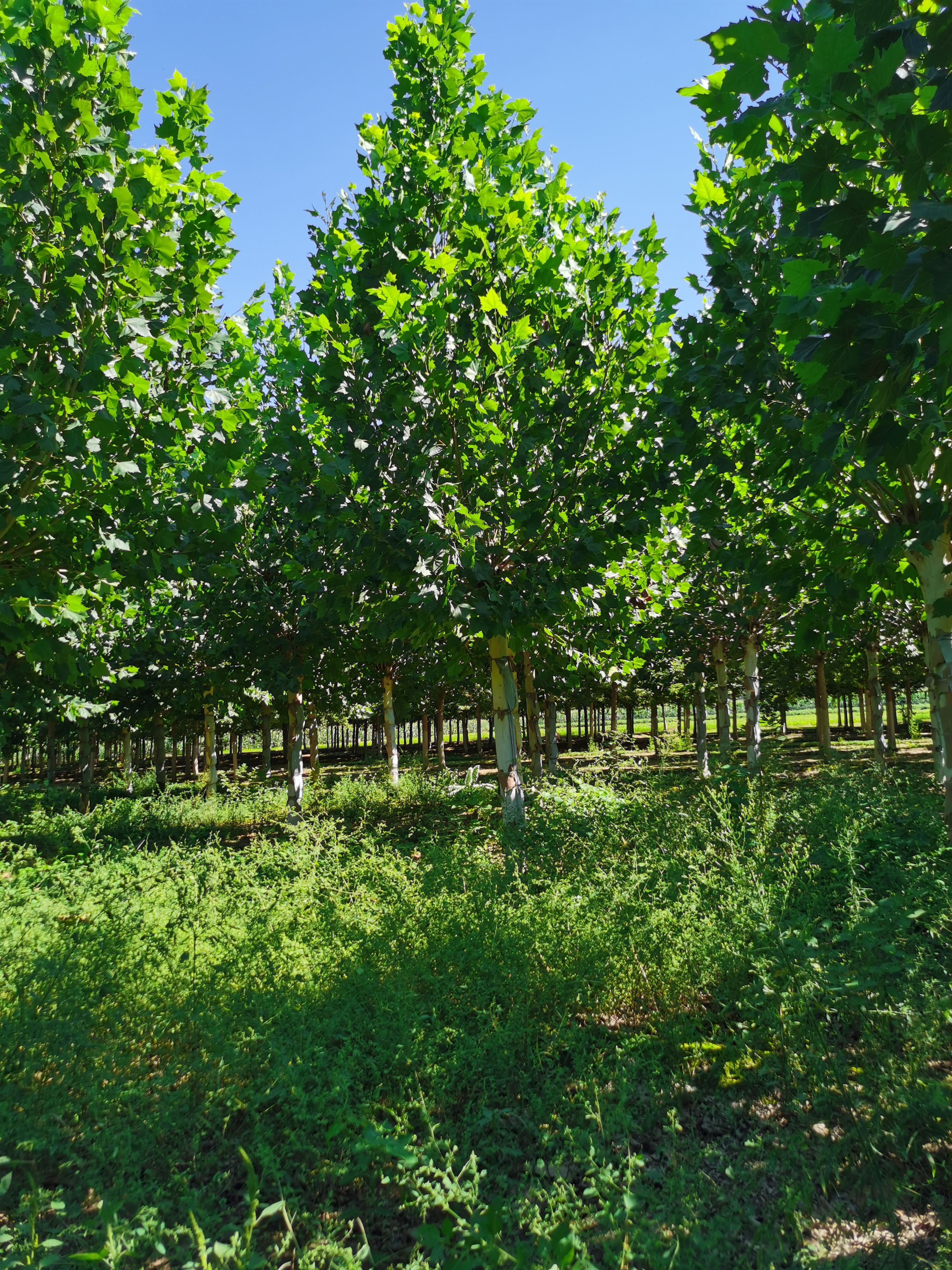 河北德康法桐基地 种植15-22公分法桐2000棵 二次回剪 旱地苗 矮胖型