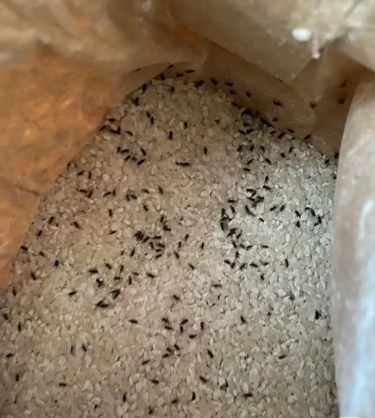 我实在舍不得把这桶米倒掉,毕竟粮食来之不易,还想继续食用这桶米