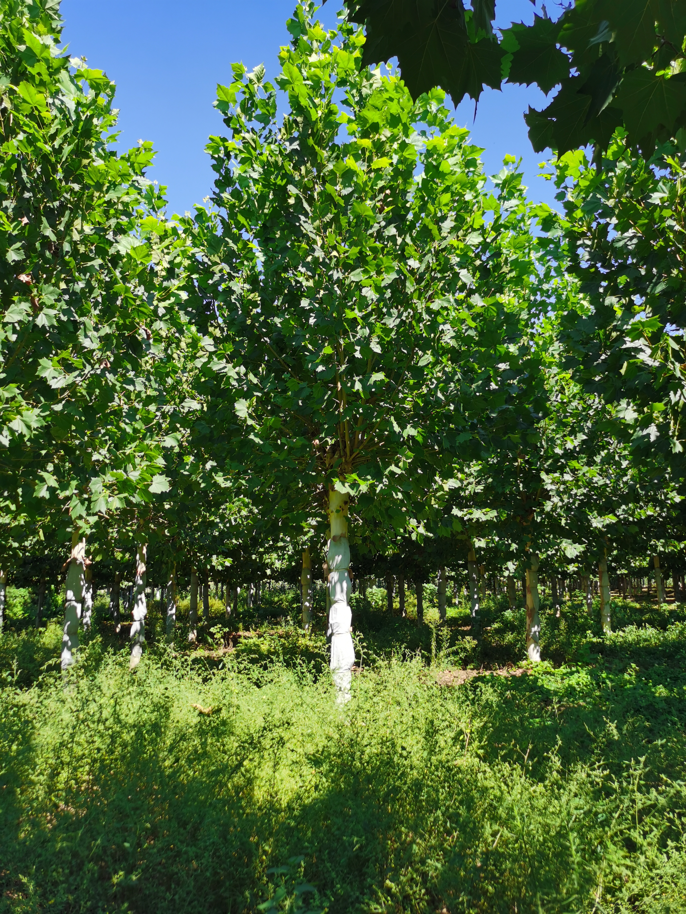 河北德康法桐基地 种植15-22公分法桐2000棵 二次回剪 旱地苗 矮胖型