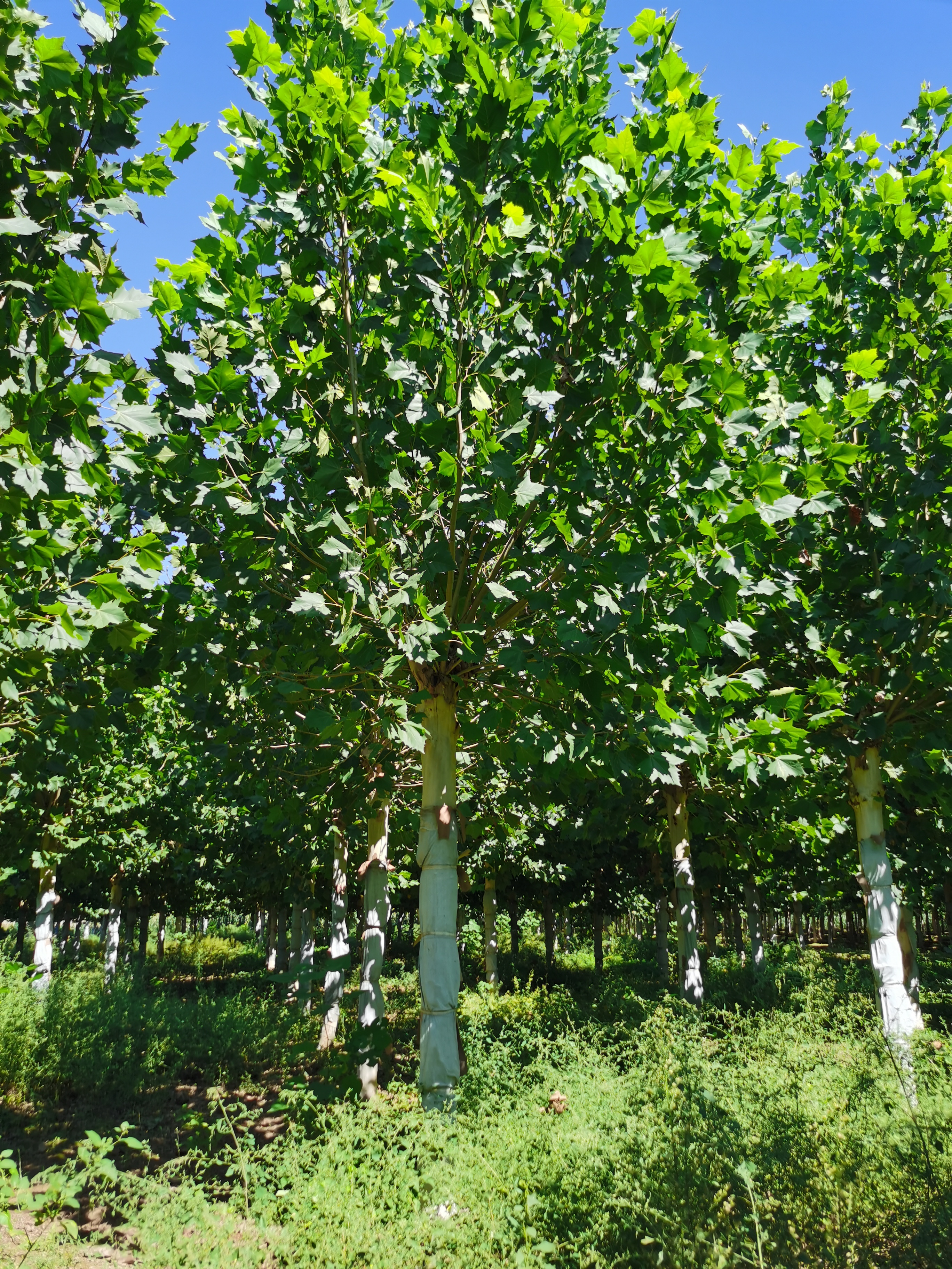 河北德康法桐基地 种植15-22公分法桐2000棵 二次回剪 旱地苗 矮胖型