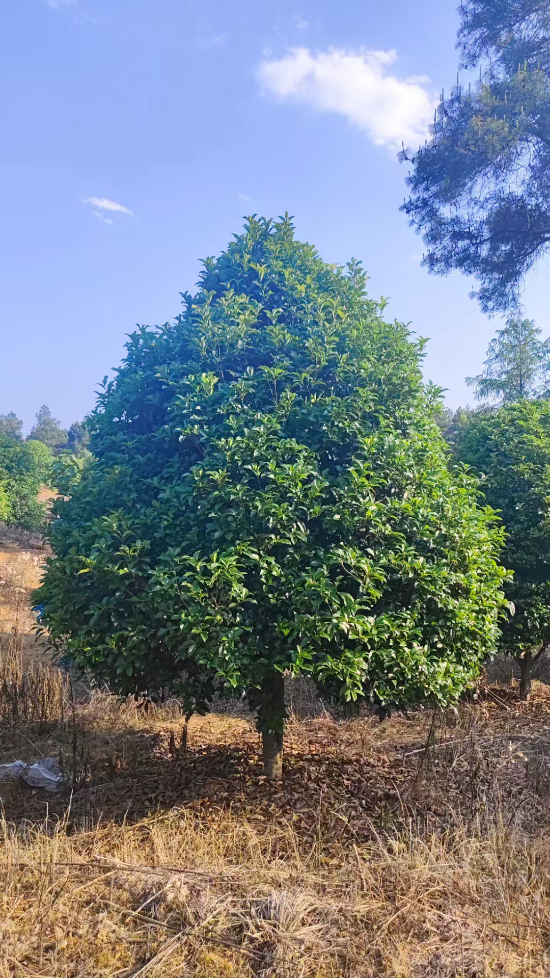 桂花树图例图片