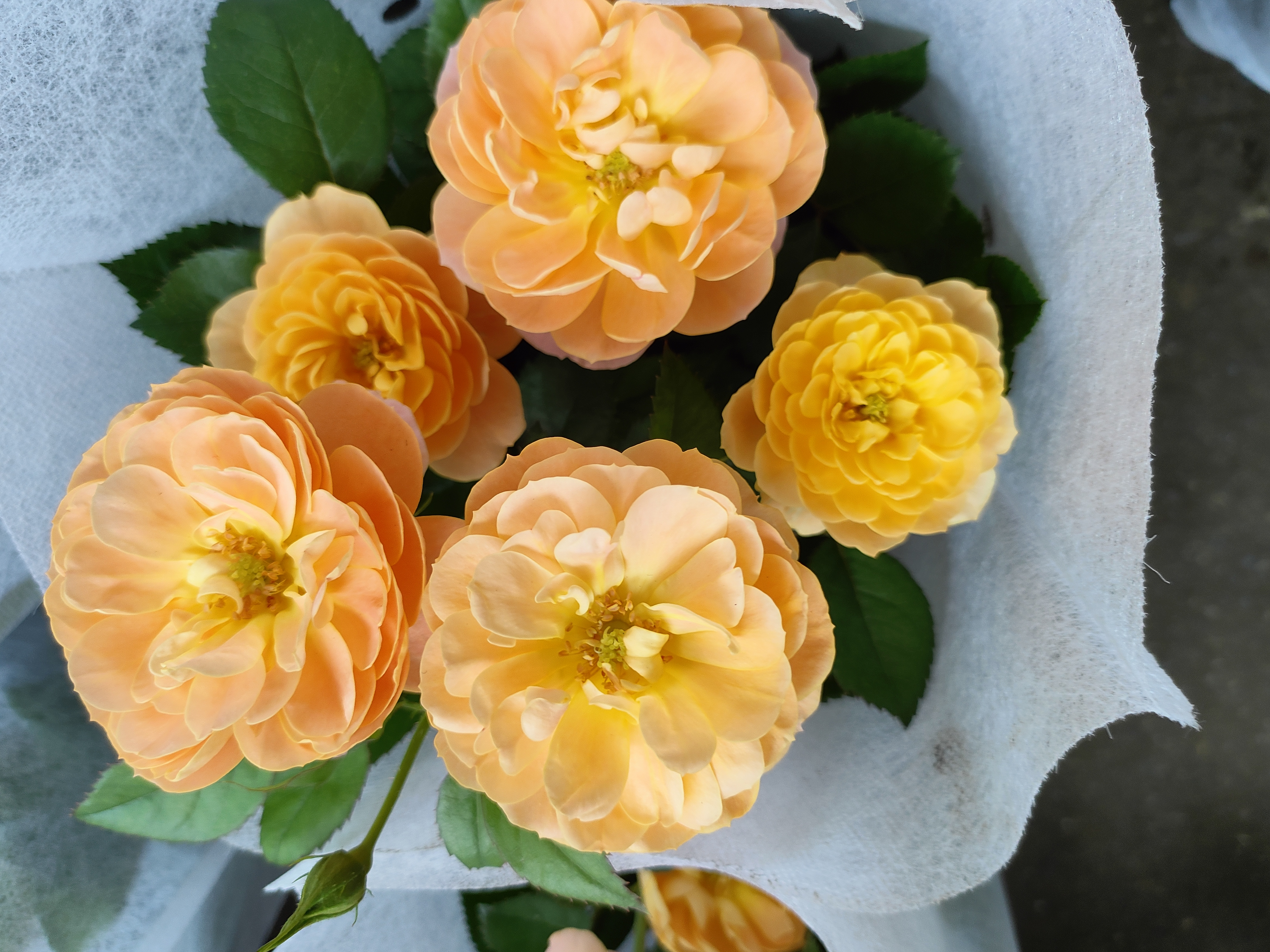 月季一一花中皇后,又称"月月红",也被称为爱情之花