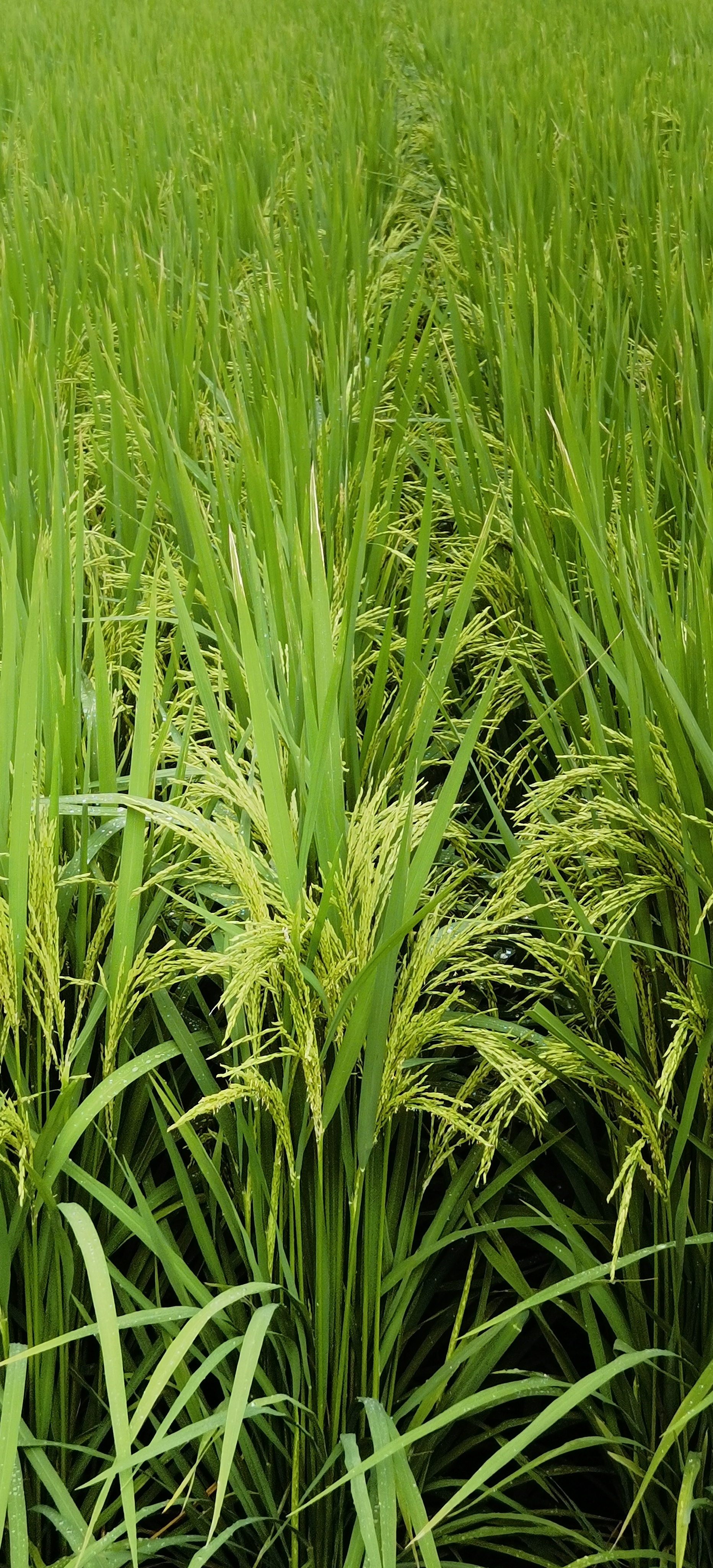 那满眼绿油油的水稻,宛如一片绿色的海洋,在微风的轻抚下,涌起层层