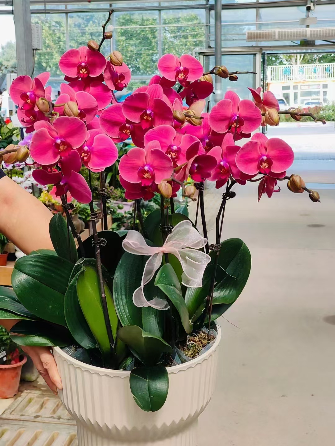 是一种兰科蝴蝶兰属的多年生草本植物