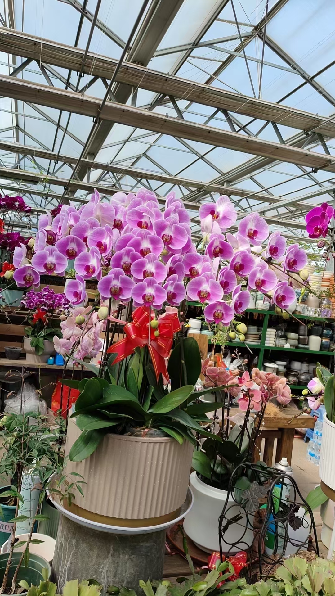 是一种兰科蝴蝶兰属的多年生草本植物