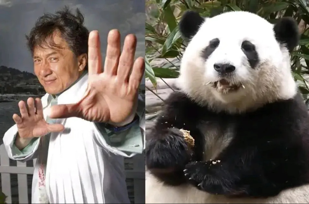 成龙影戏
《熊猫筹划
》_老影戏
熊猫筹划
（83版老电视剧熊猫计划）