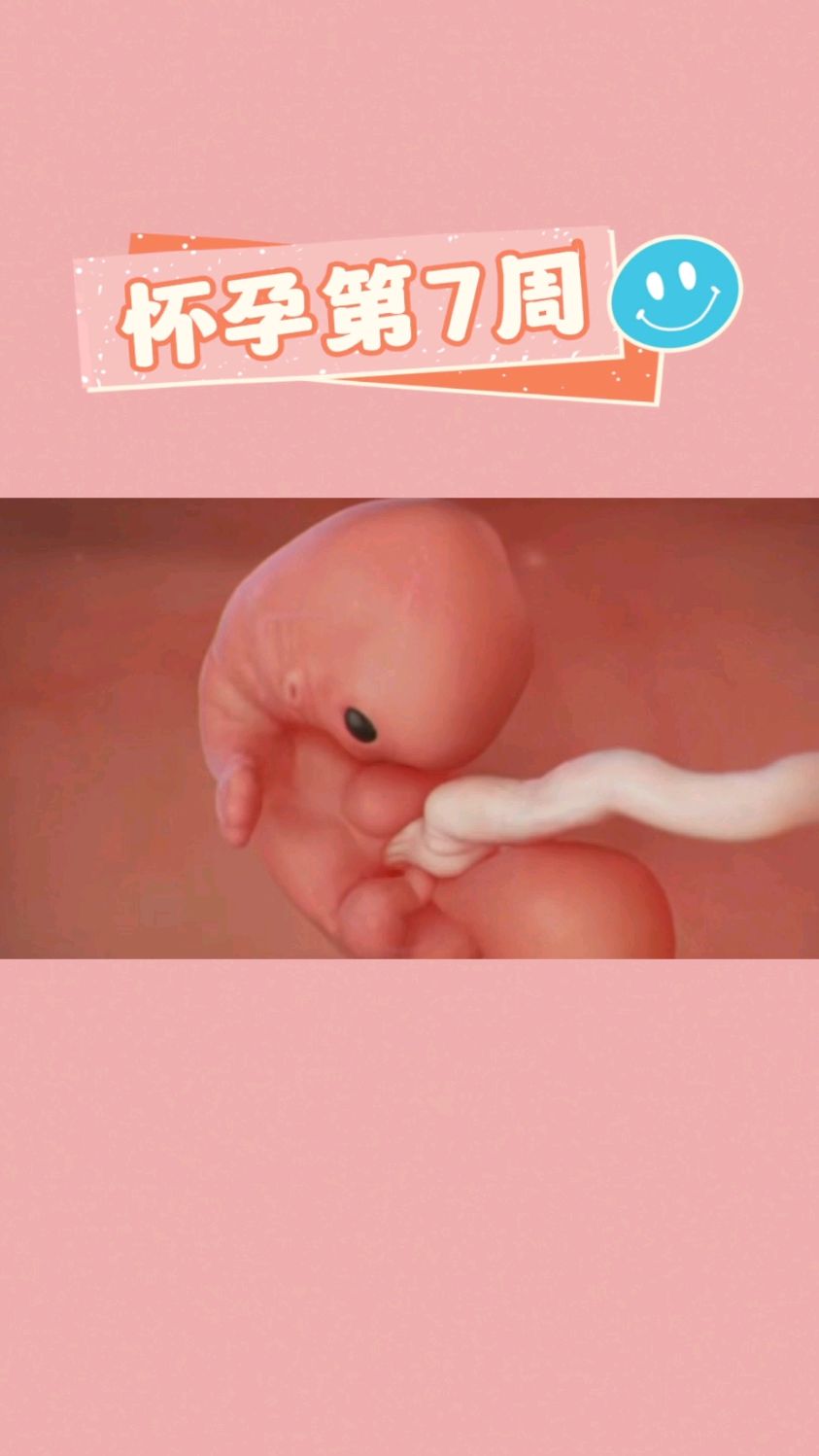 怀孕第7周胎宝宝的脐带形成啦