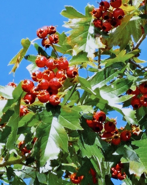 记得小时候,山里红对于我们来说还是一个稀罕物呢.