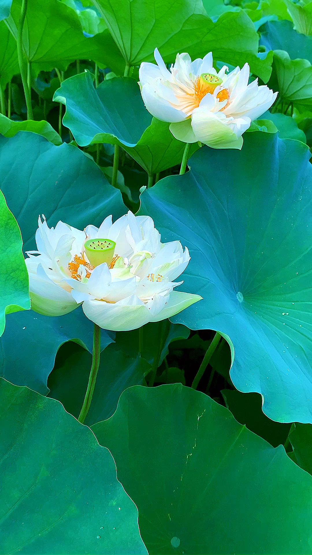 观莲花,净心净眼,闻荷香,怡心怡神