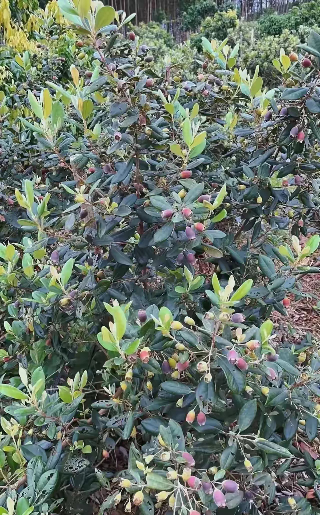 这种野果子我觉得只有广西的山区里才会看到,而且很多人都不知道它叫