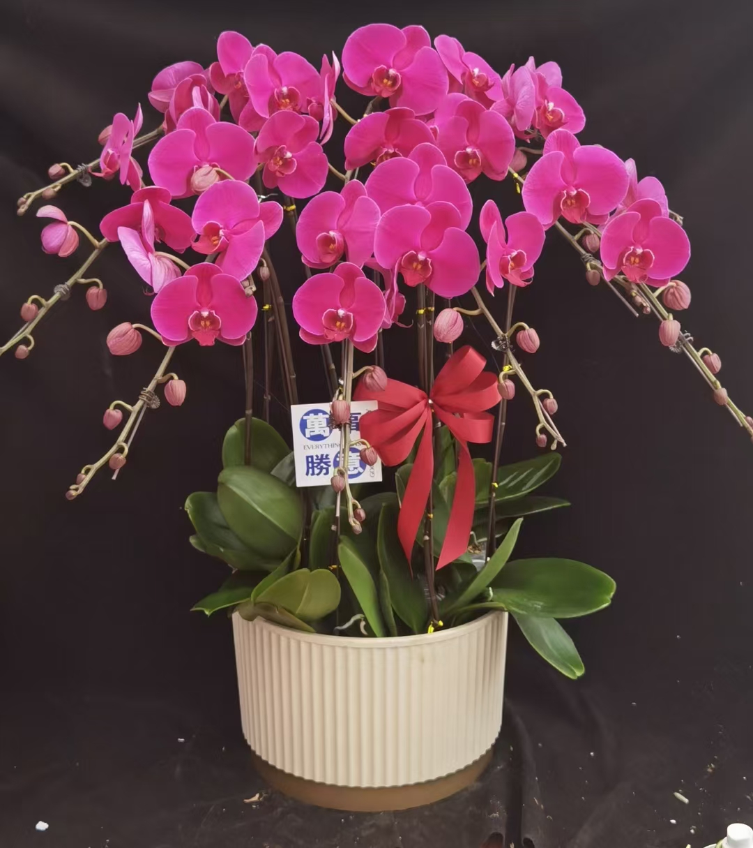 是一种兰科蝴蝶兰属的多年生草本植物