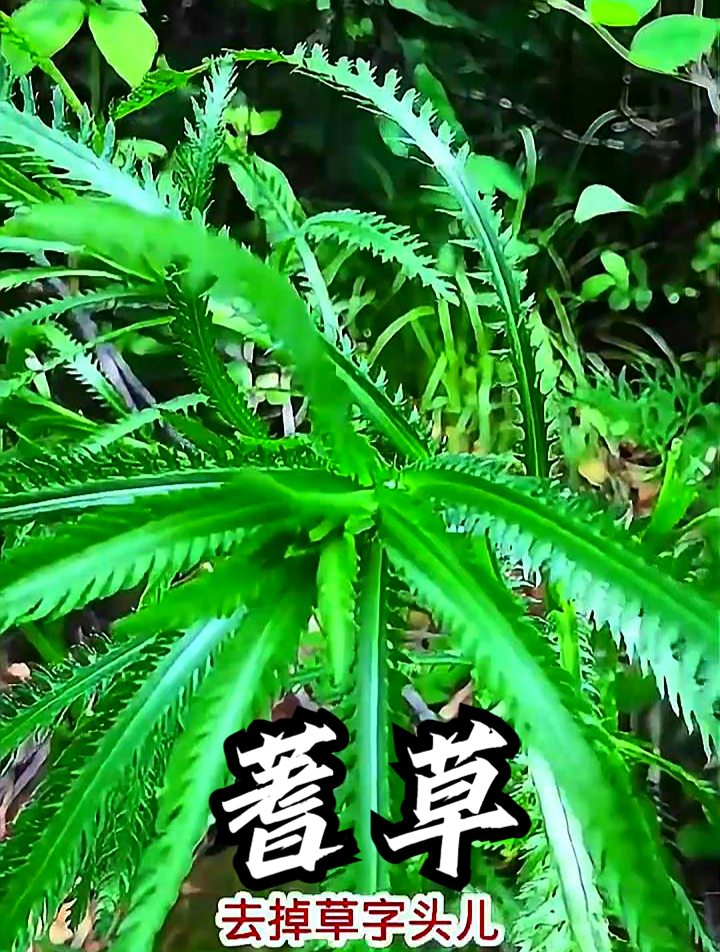 蓍草也叫锯齿草,拿它泡茶饮用,可以让呼吸更顺畅
