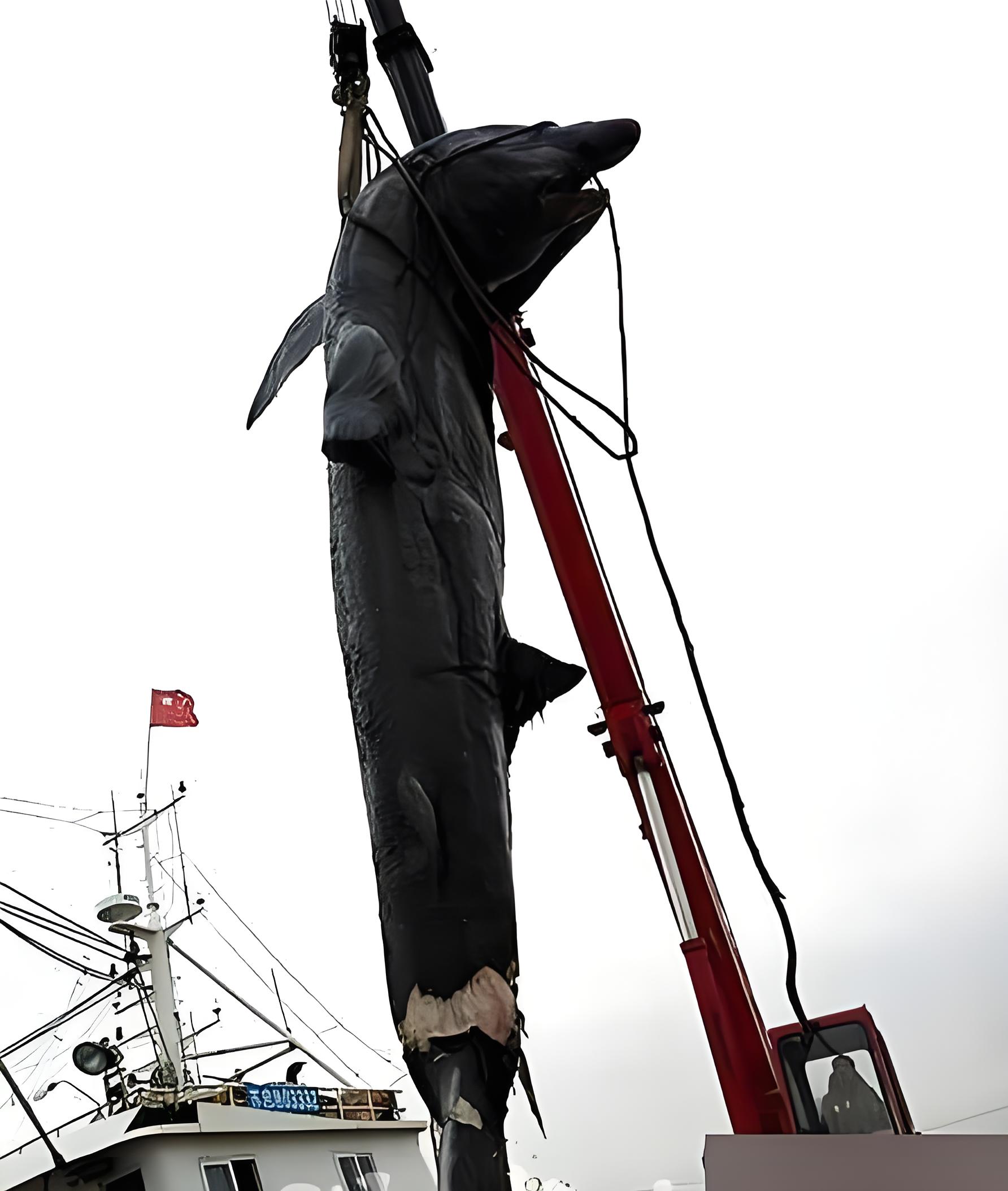 变质了的鲨鱼买去能干啥,为什么还值这么多钱?