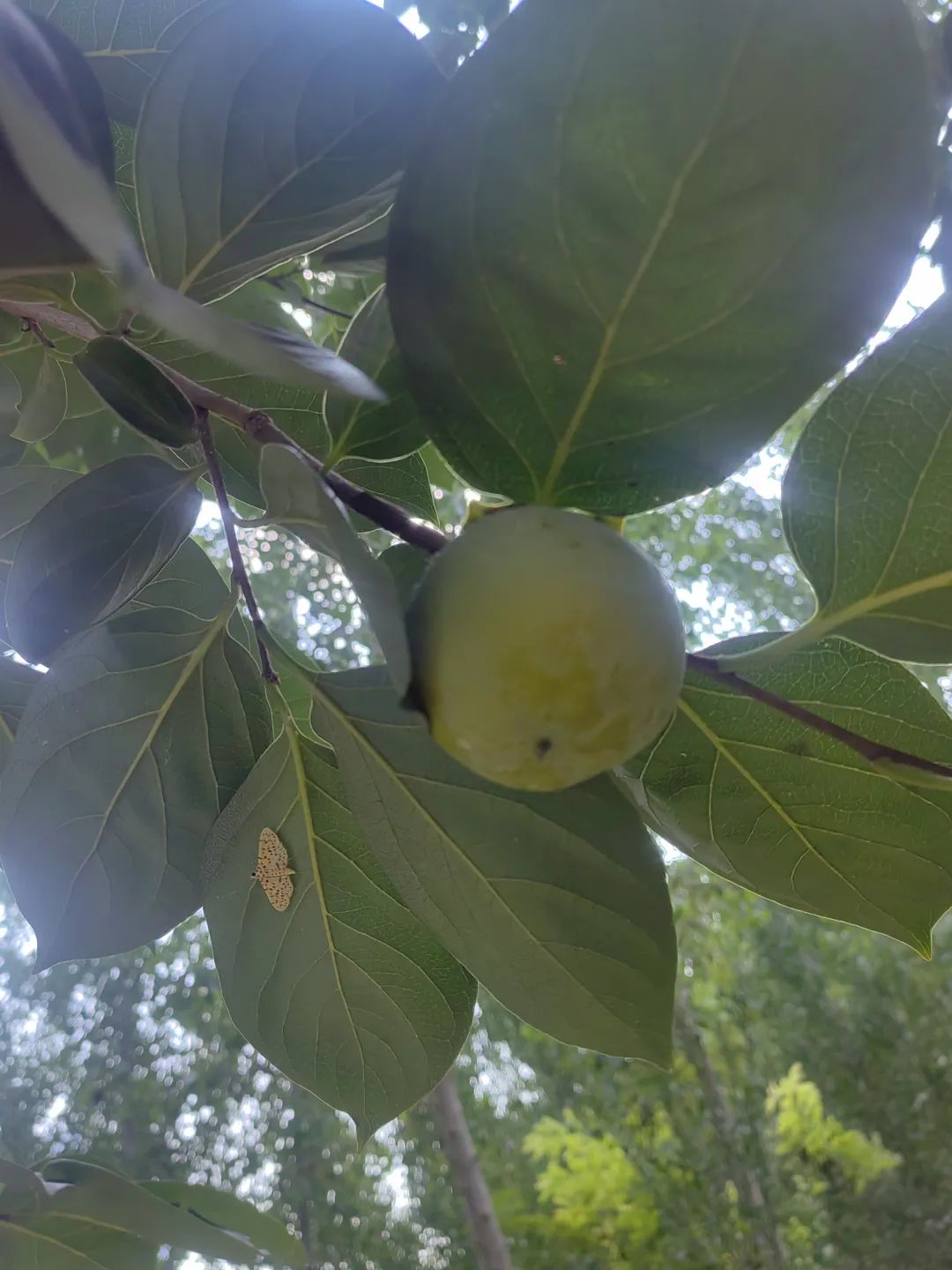 爬满青藤的房子屋檐下的邻居在黄昏中飞驰秋天的时候 柿子树一熟够