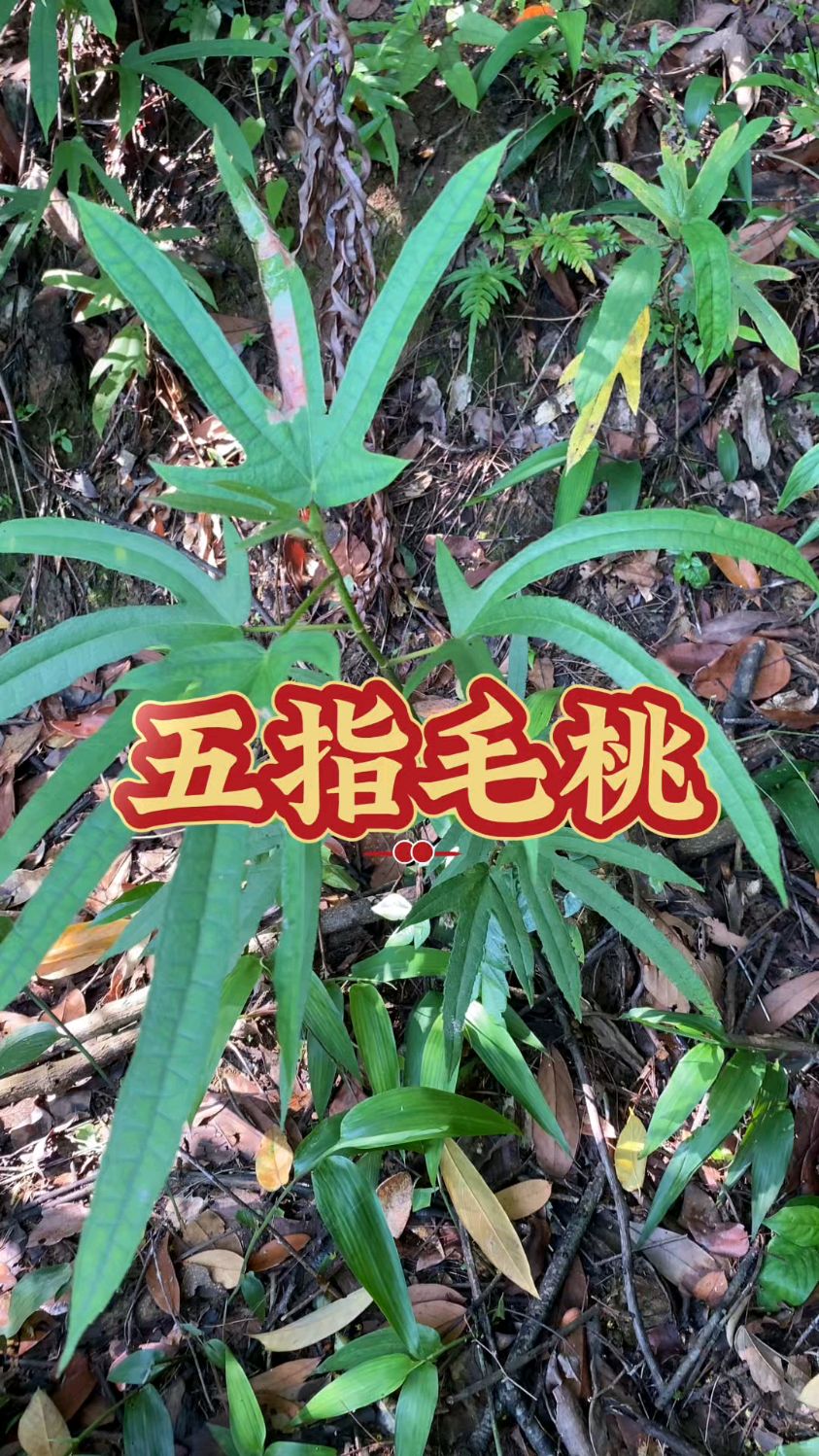 椰香味浓郁的五指毛桃