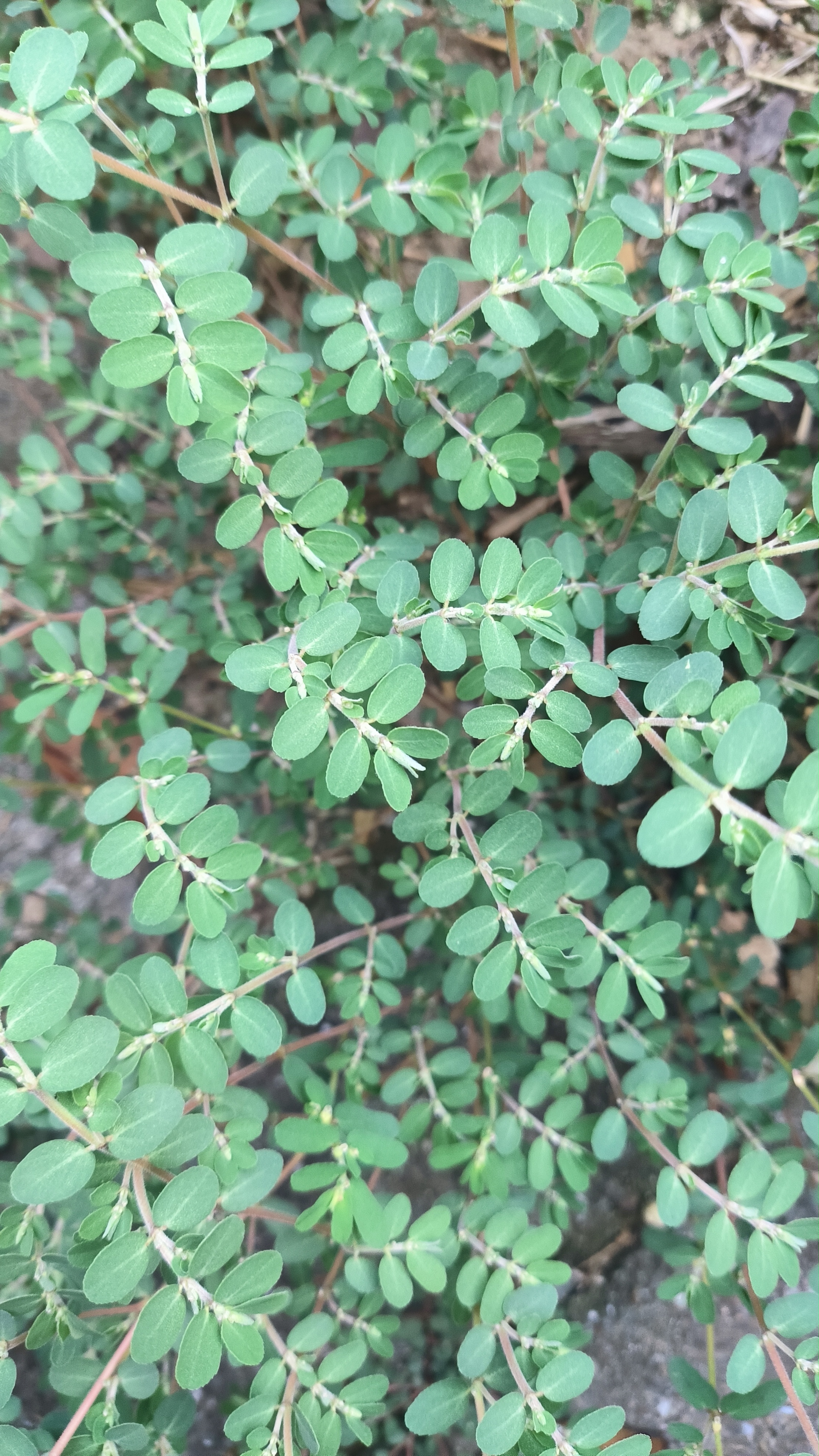 早上起来走到窗台,发现几日没留意,地面上就长满了这种草,密密麻麻的