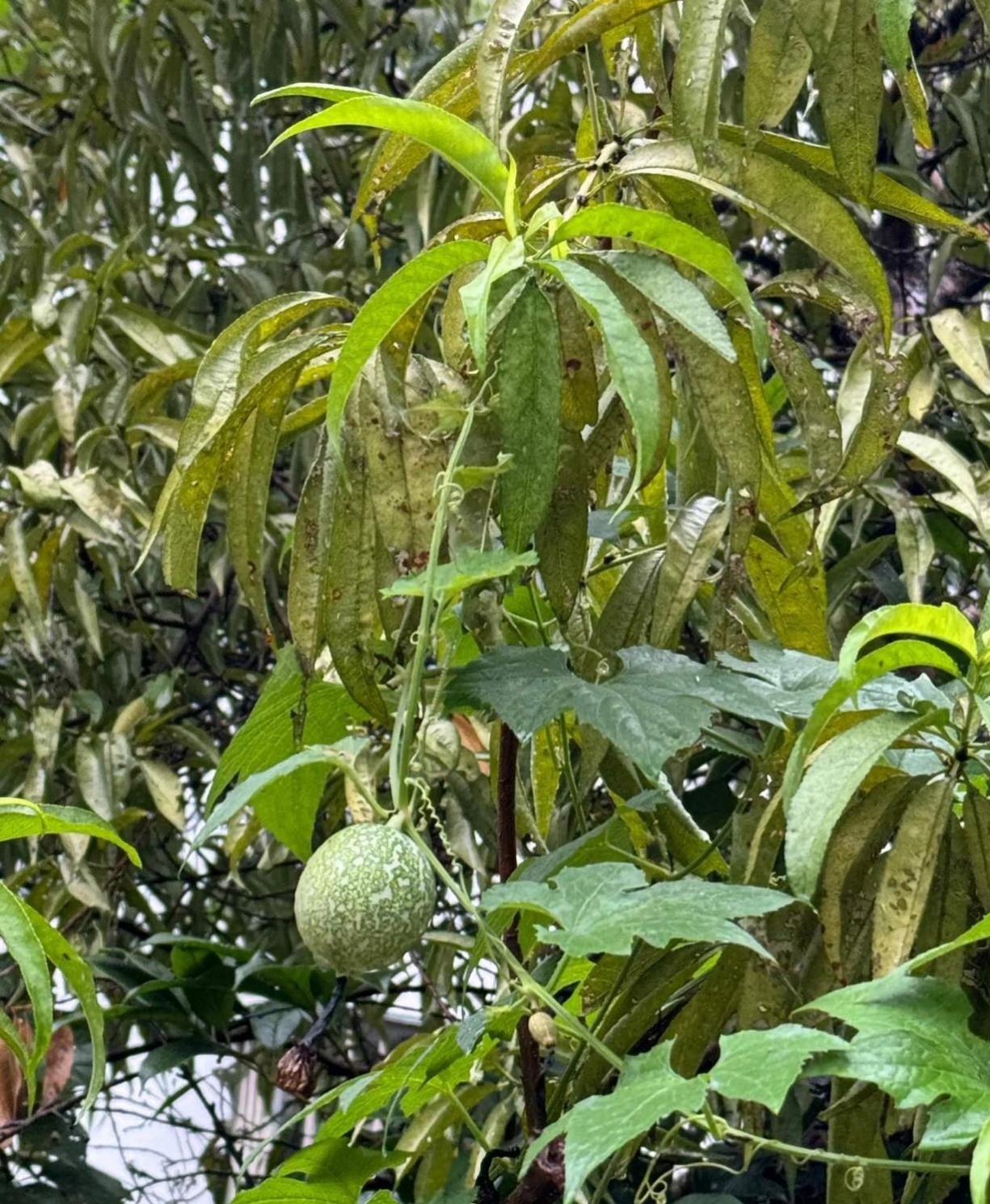 今天和朋友爬山,在树丛中,竟然看到了一种我从未见过的植物,朋友们有