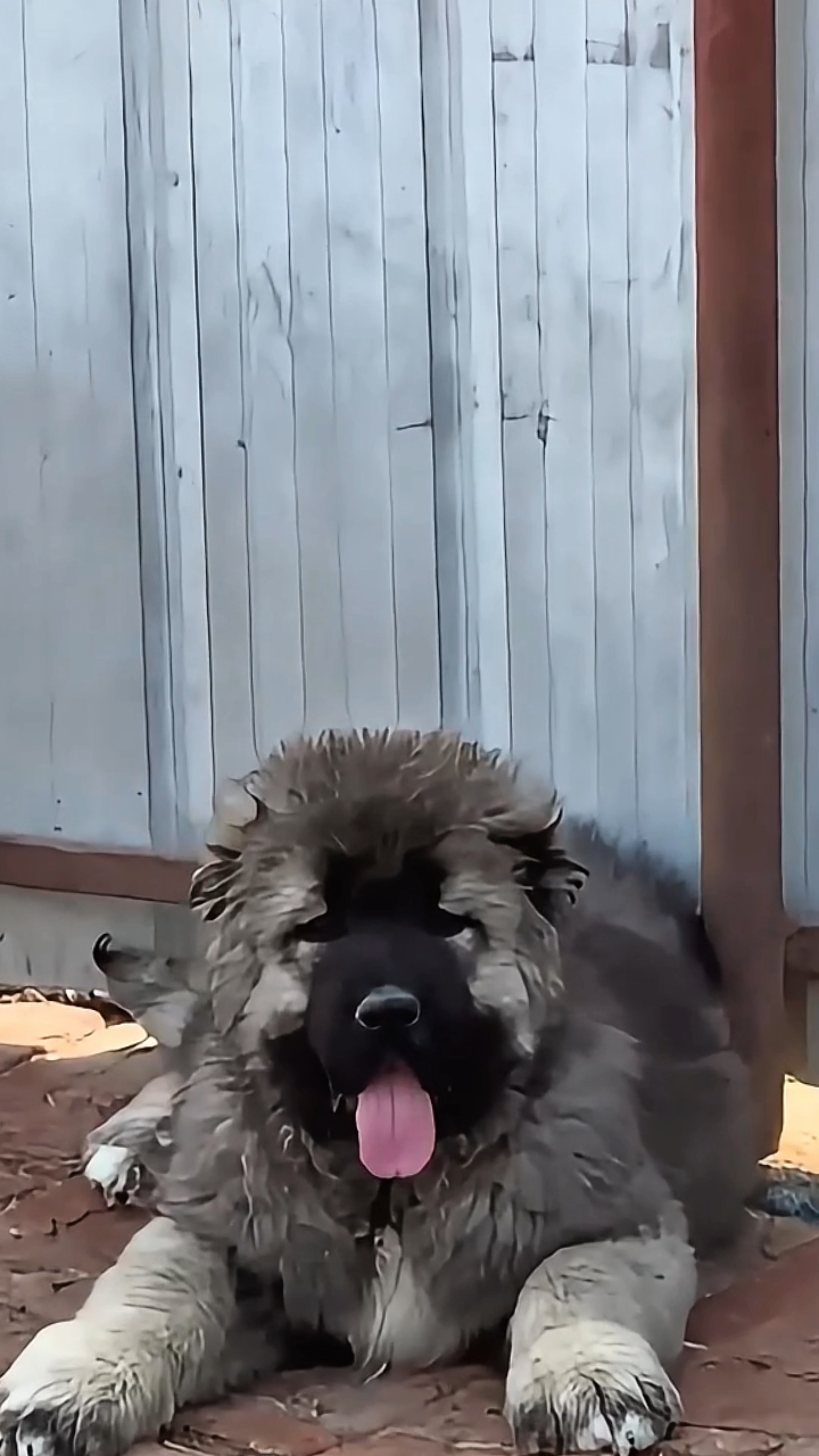 高加索犬,忠诚户主看家护院