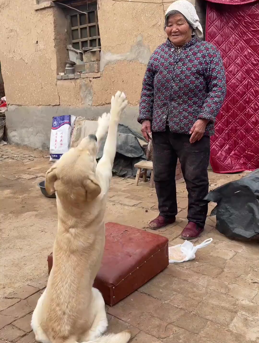 母狗认主跪趴的表现