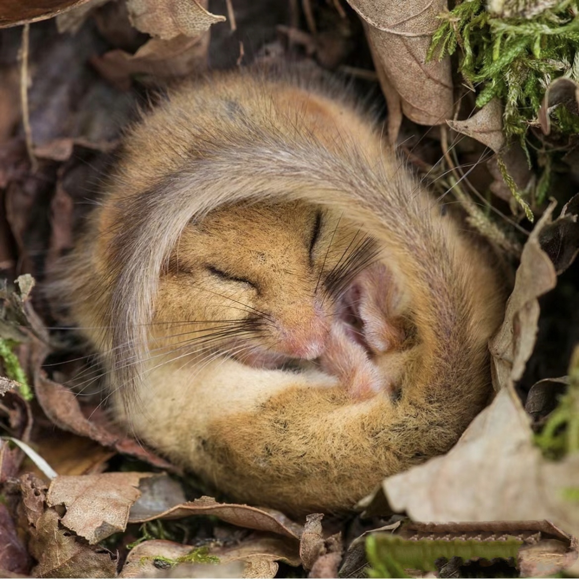 活的还不如一只鼠! 睡鼠,一种因特别爱睡觉而出名的小可爱