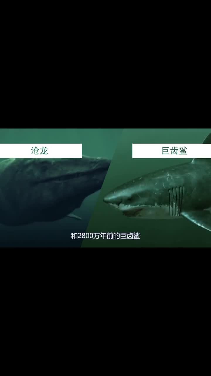 海王龙vs巨齿鲨vs沧龙图片