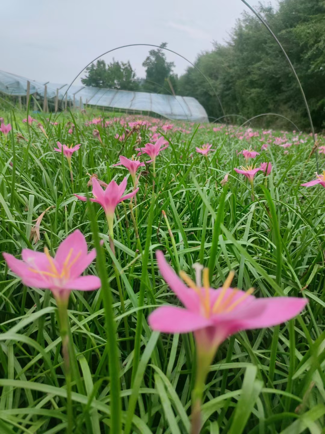 风雨兰,这一名字富有诗意,实际上是对石蒜科多种长相相似的球根植物的
