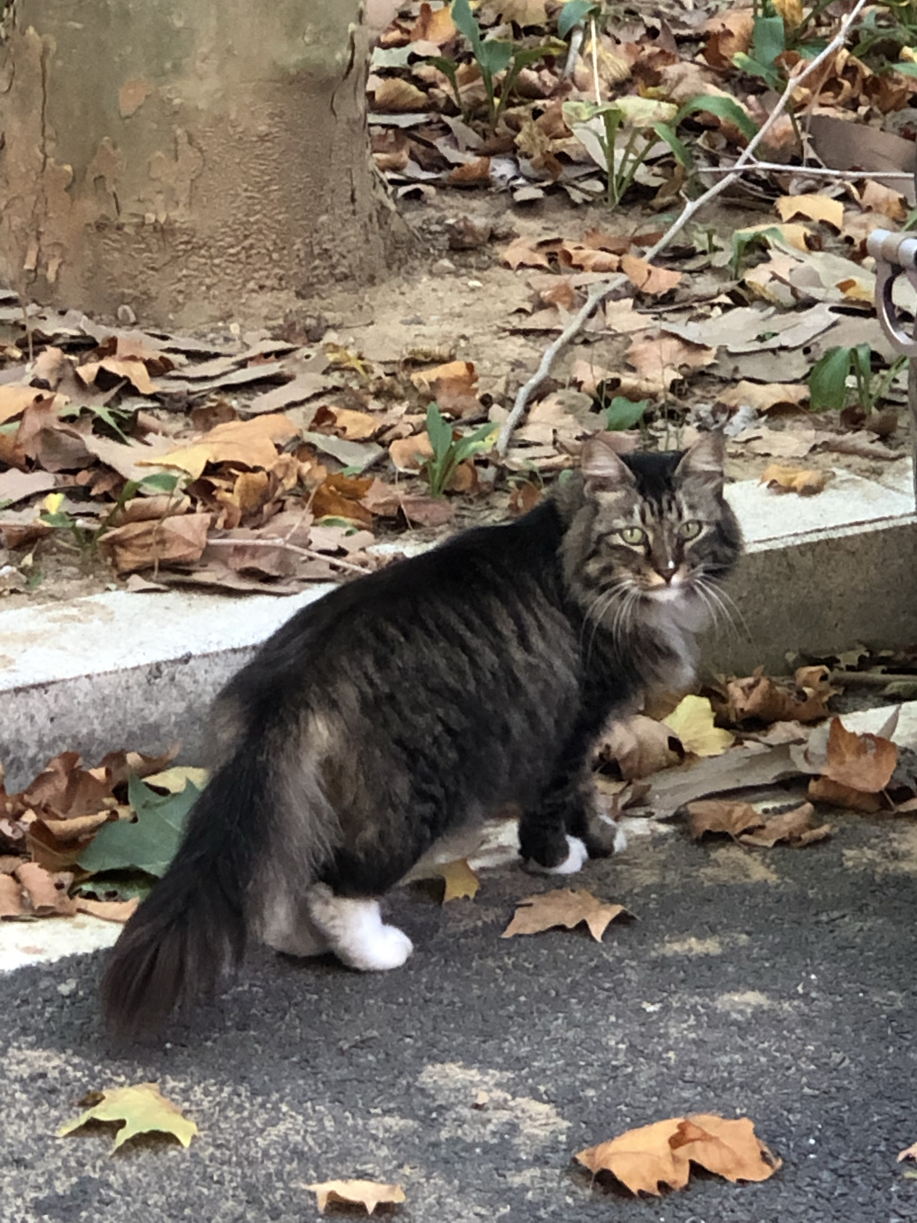 鳌拜猫多少钱一只图片