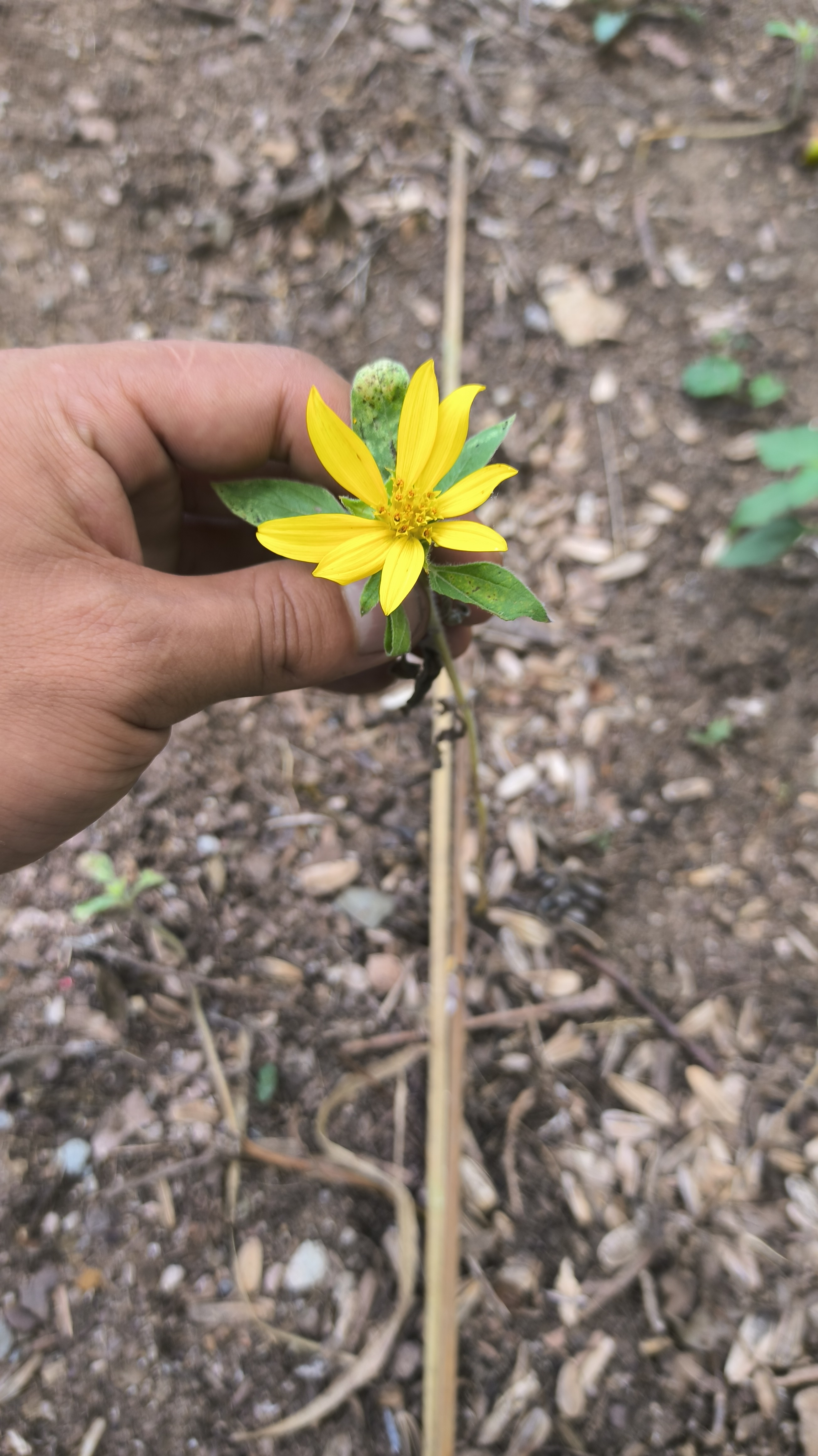 世界上最小向日葵,迷你向日葵#向日葵# 向日葵喜温暖,阳光充足的环境