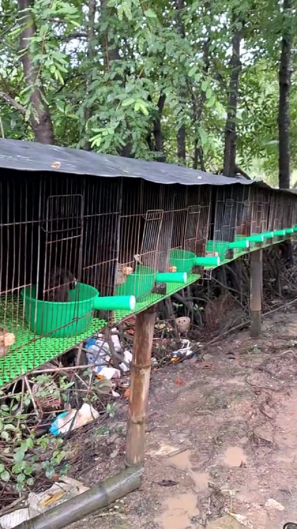 黑水鸡养殖基地图片