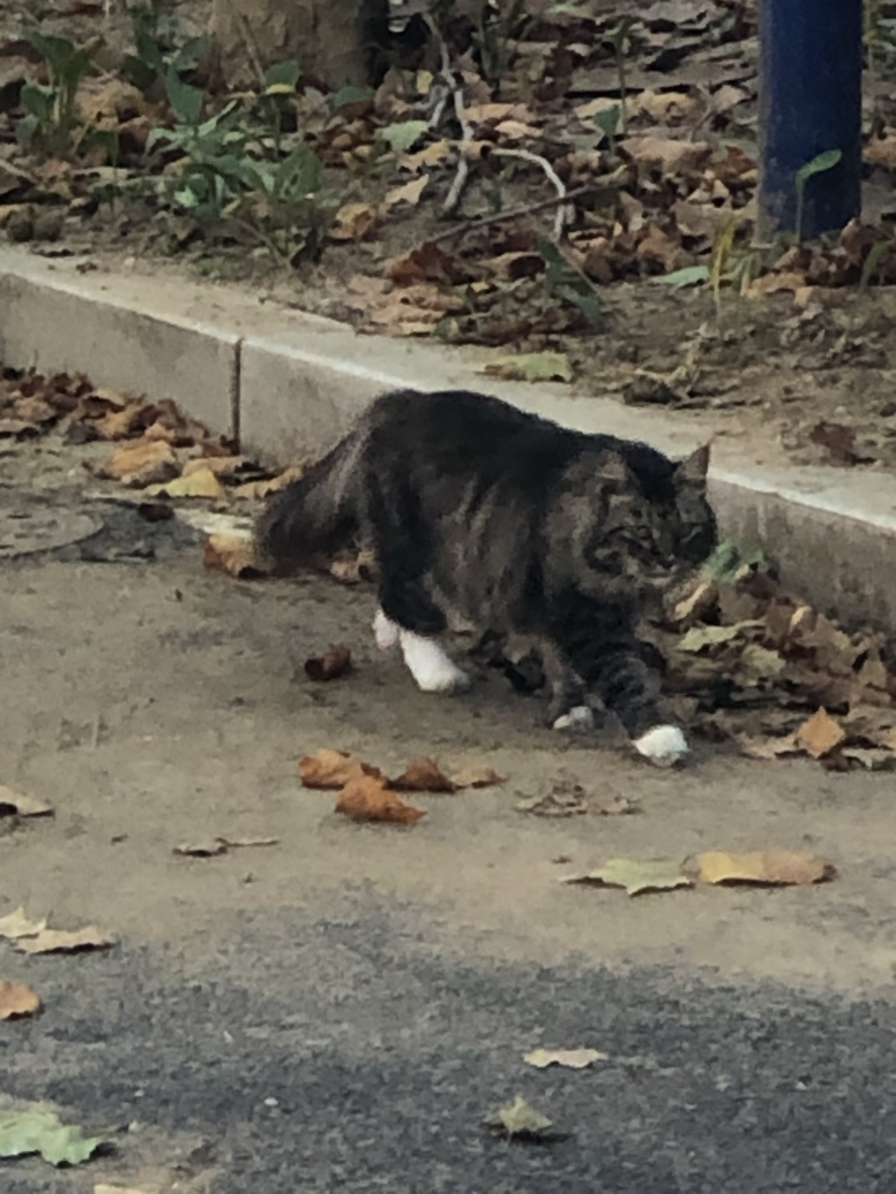 鳌拜猫多少钱一只图片