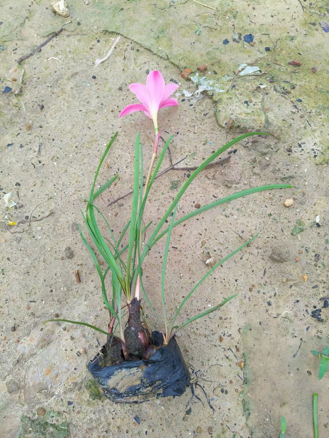 风雨兰,这一名字富有诗意,实际上是对石蒜科多种长相相似的球根植物的