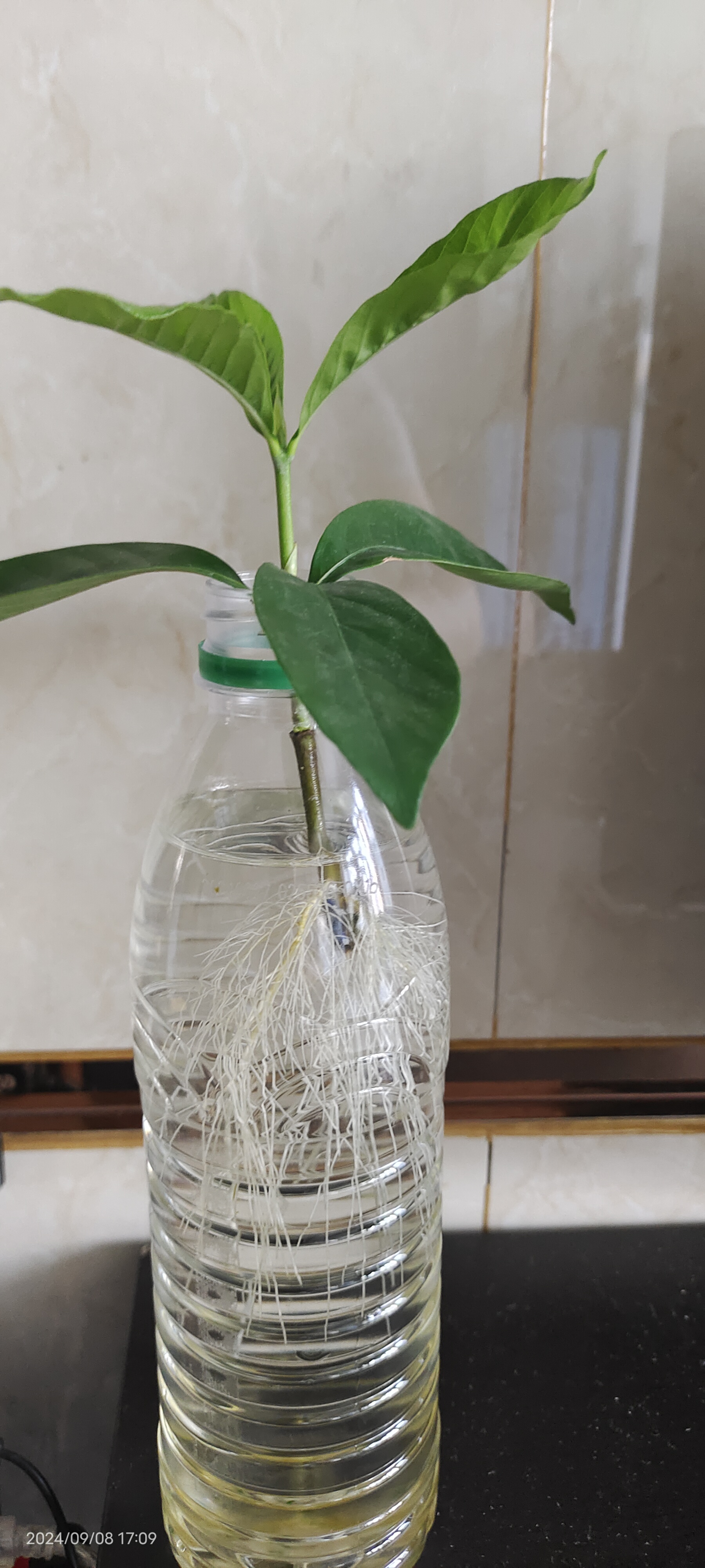 用水扦插了两棵栀子花苗