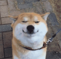柴犬好养吗?看看这些优缺点,不要养了才"后悔"