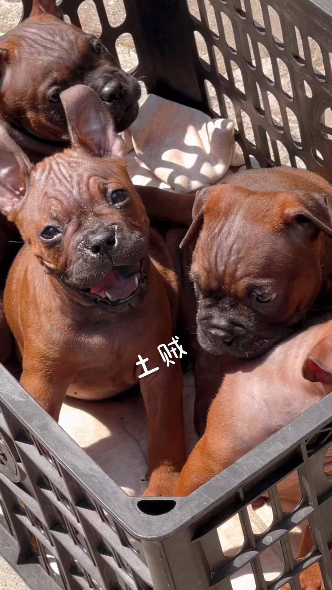 中国本土独有红色麒麟兽古老稀有神秘的原生犬种