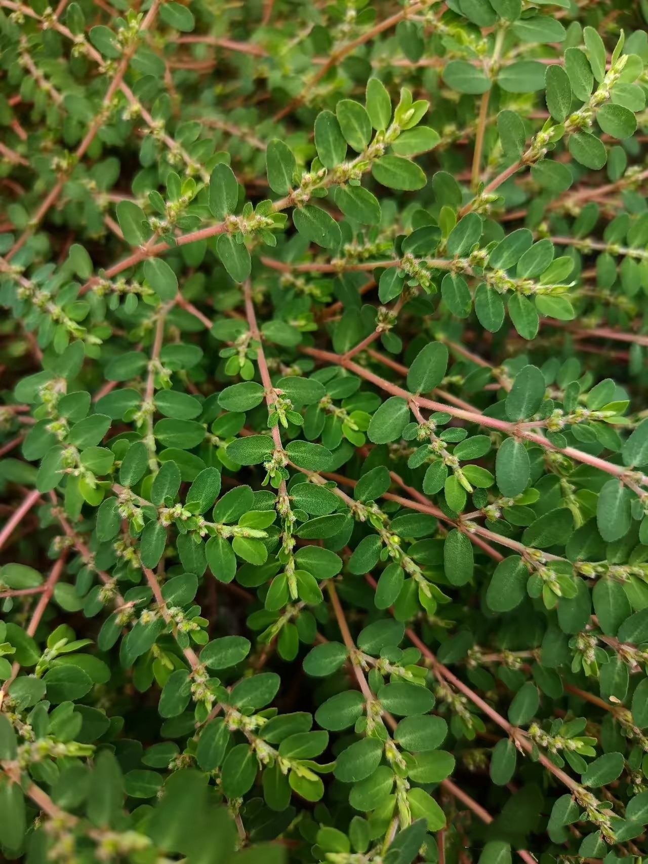 知道这是啥草吗?被洋辣子辣了用它涂涂就不辣了