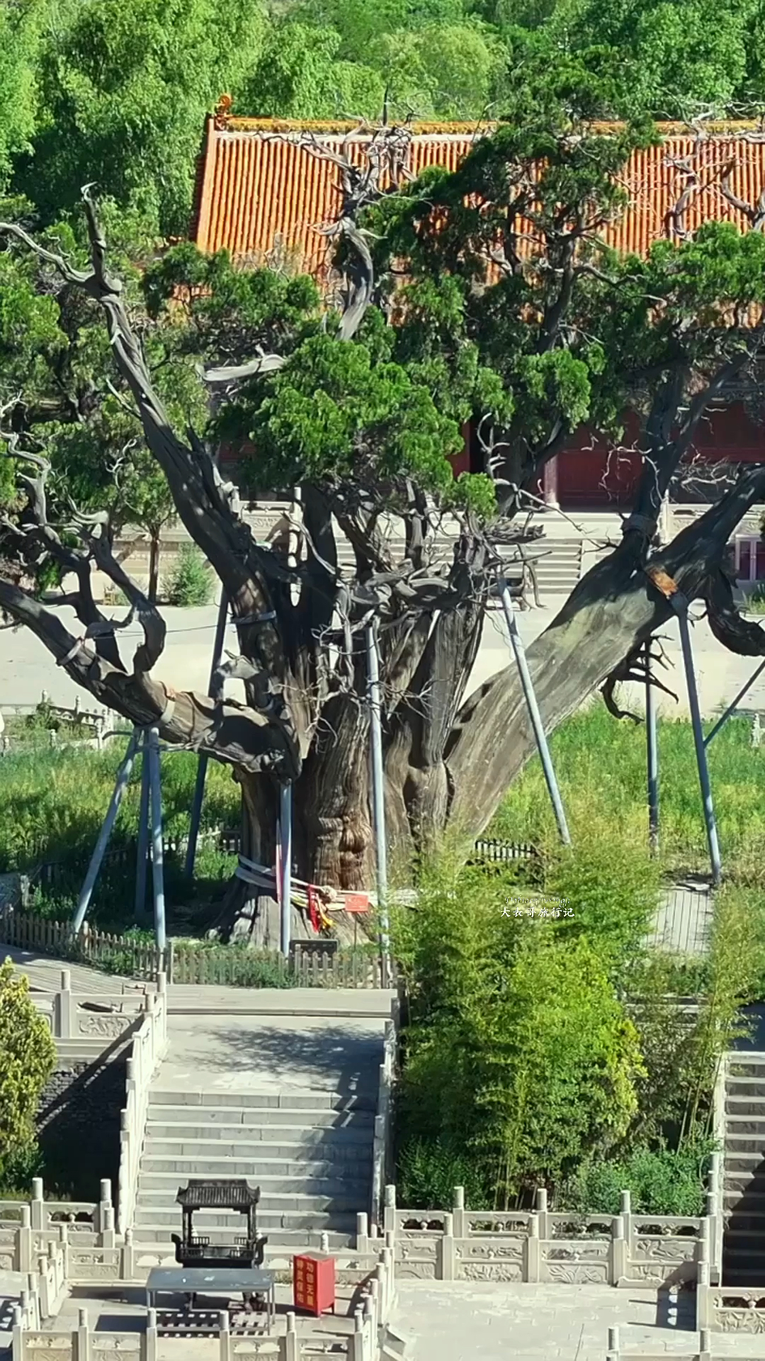 需要十几个人手拉手才可以抱住的天下第一大柏树,你有见过嘛?