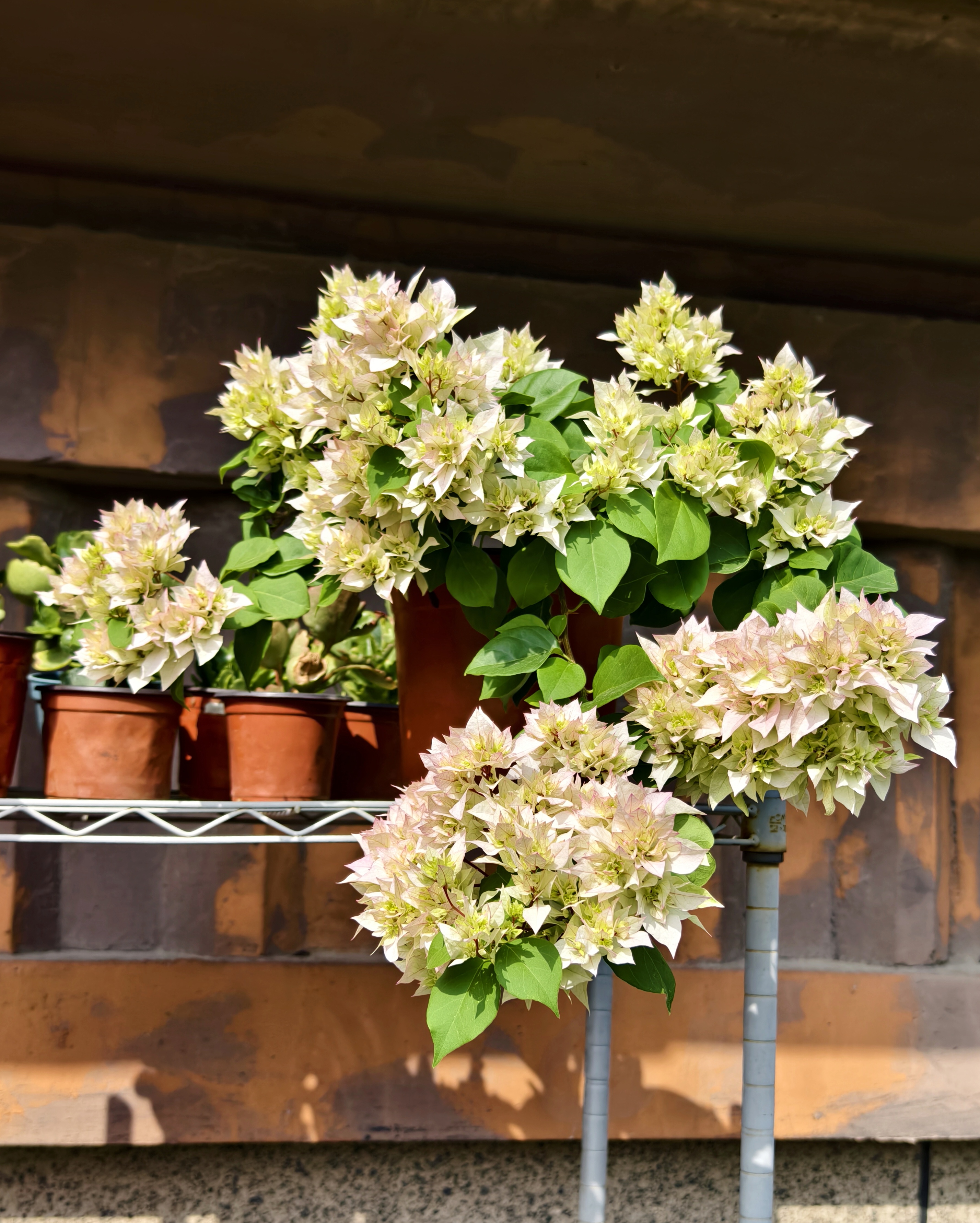 那些好看的花花草草:三角梅怡锦,又叫重瓣绿樱,初开时是绿白色的,随着