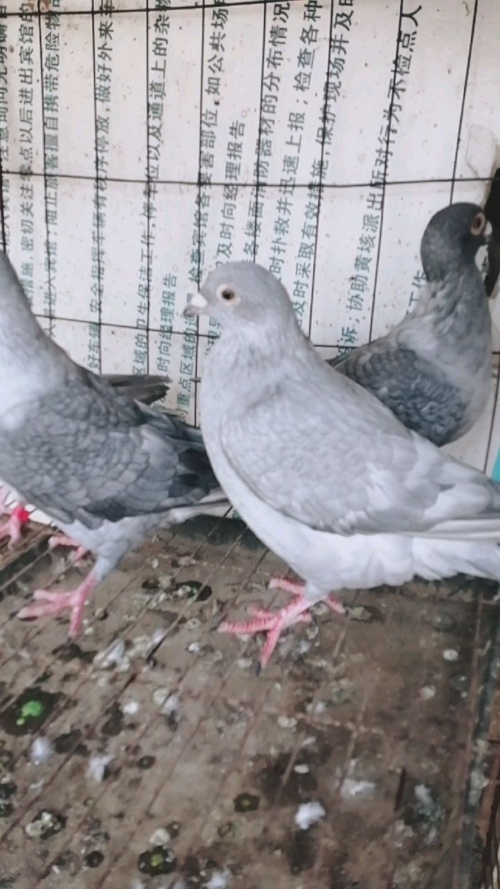 观赏鸽!异色信鸽!