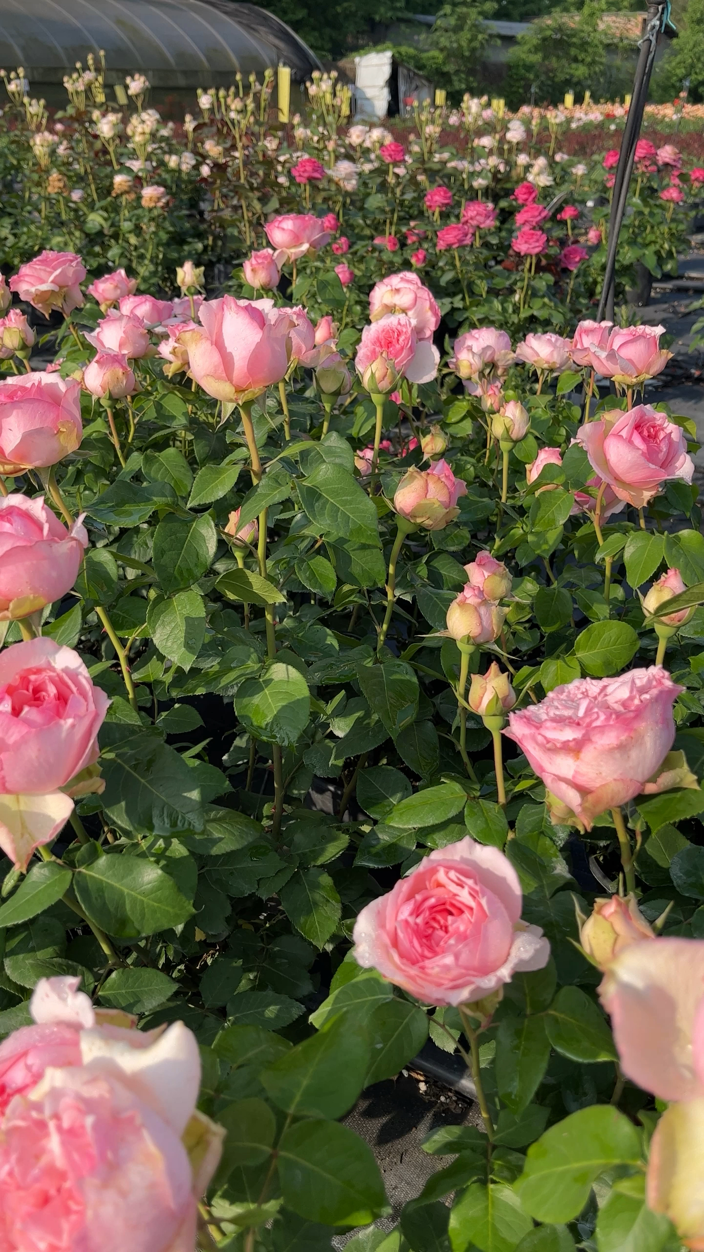 嫩粉蕾丝,一款非常耐热的灌木月季