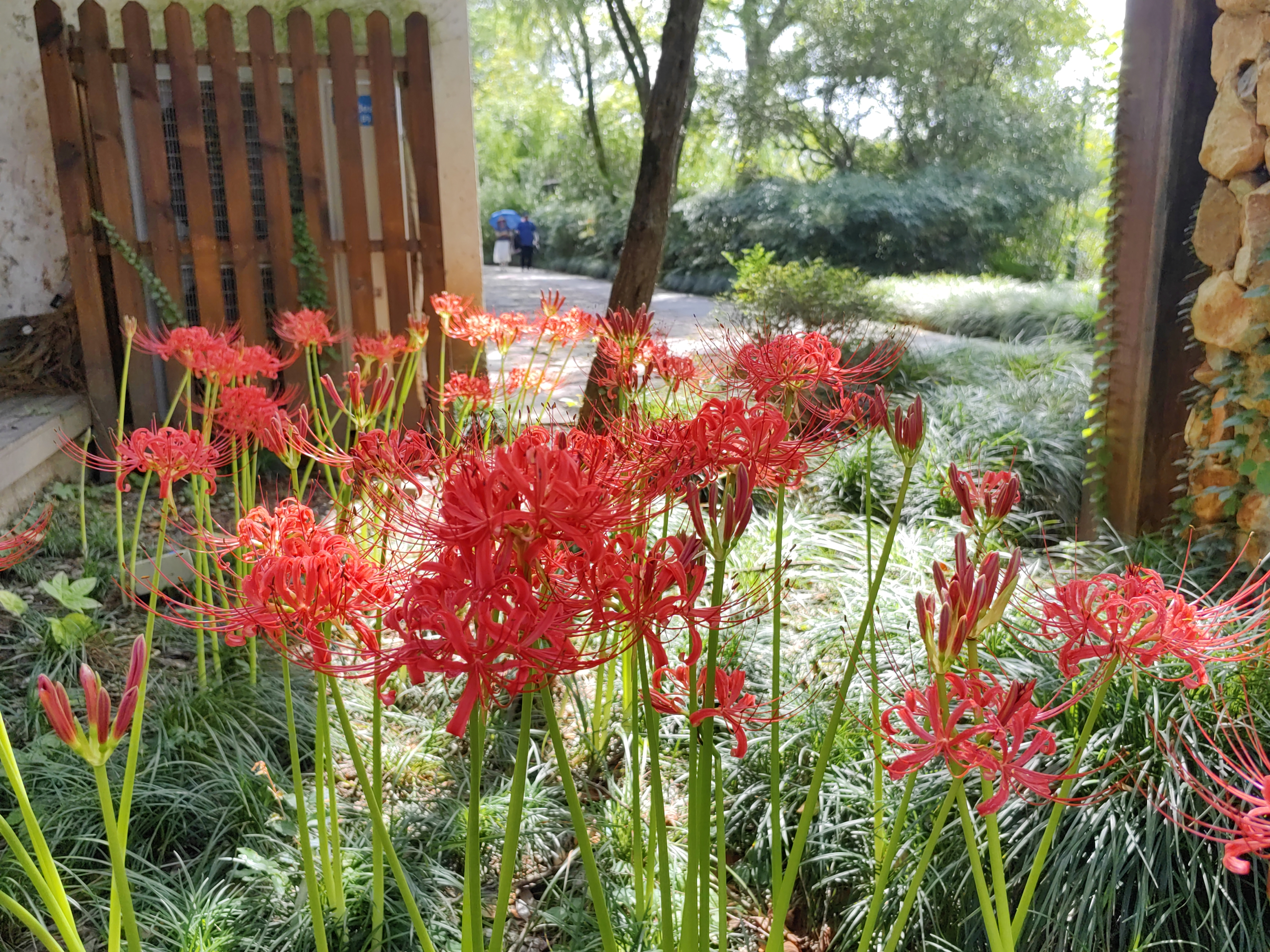 花似锦—曼珠沙华(彼岸花,石蒜科多年生草本植物,花谢才生叶,花语