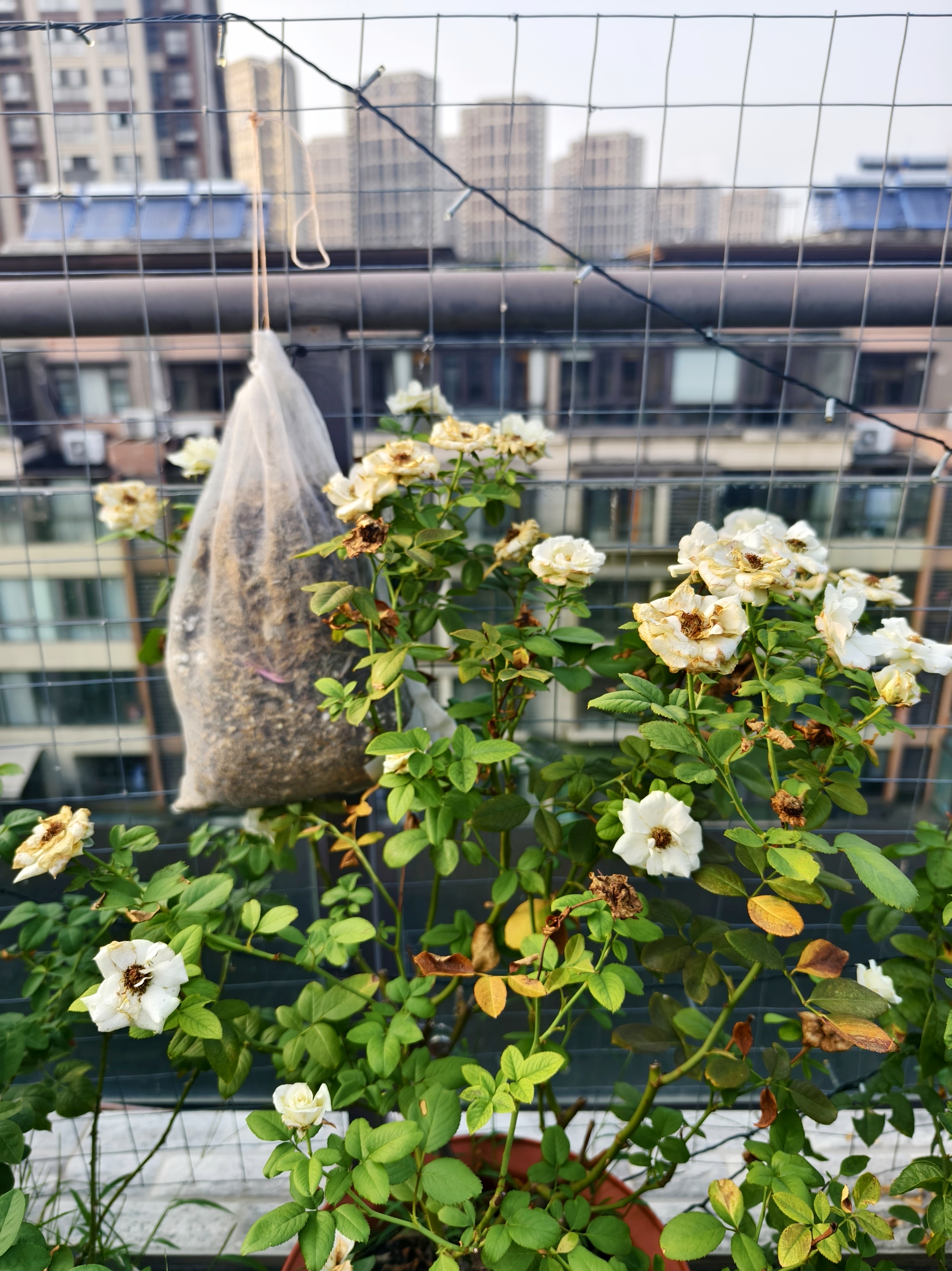 我家小花园的月季,雪山最近开了这么多小白花,蜜桃雪山,粉红雪山也是